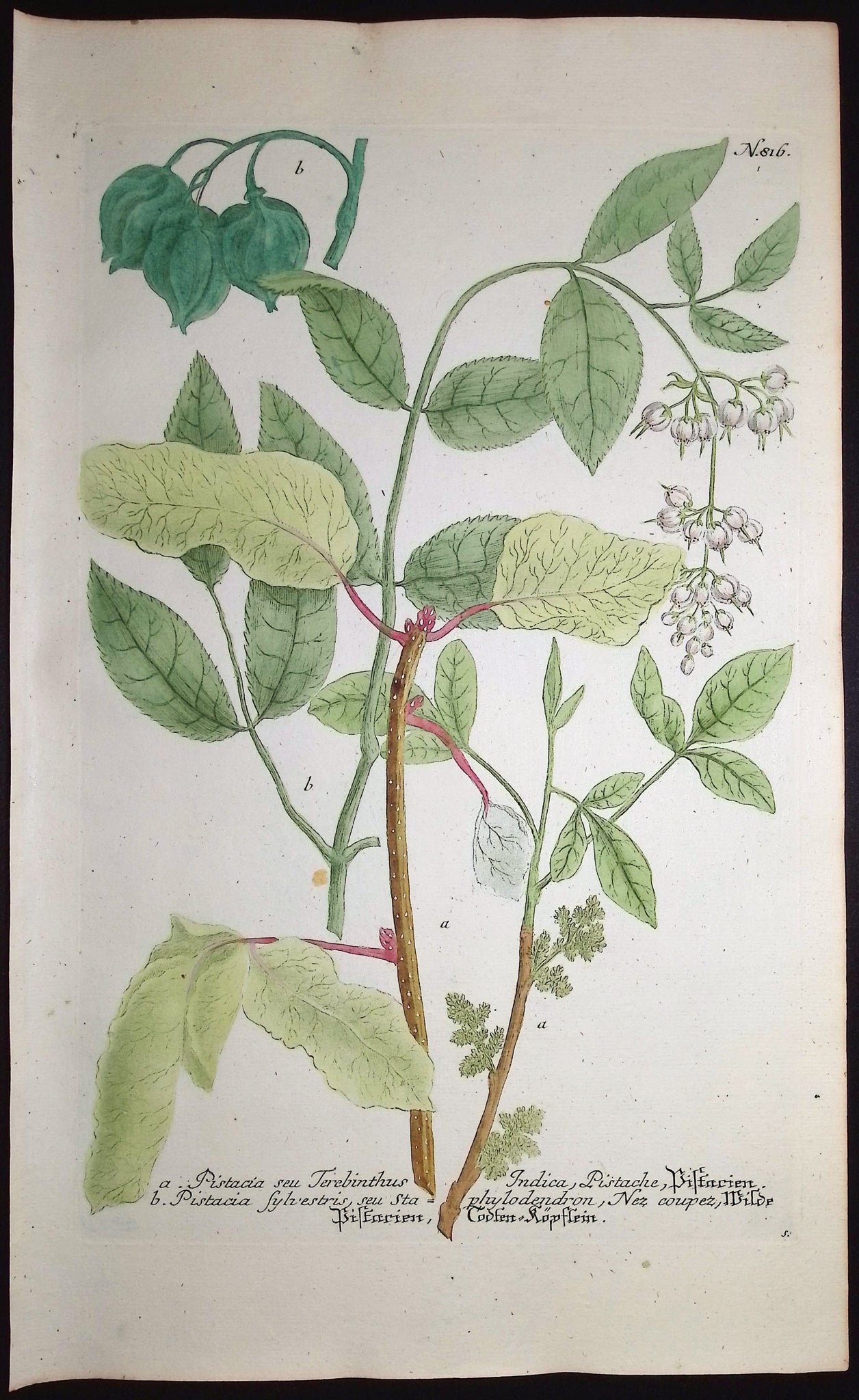 Pistacia