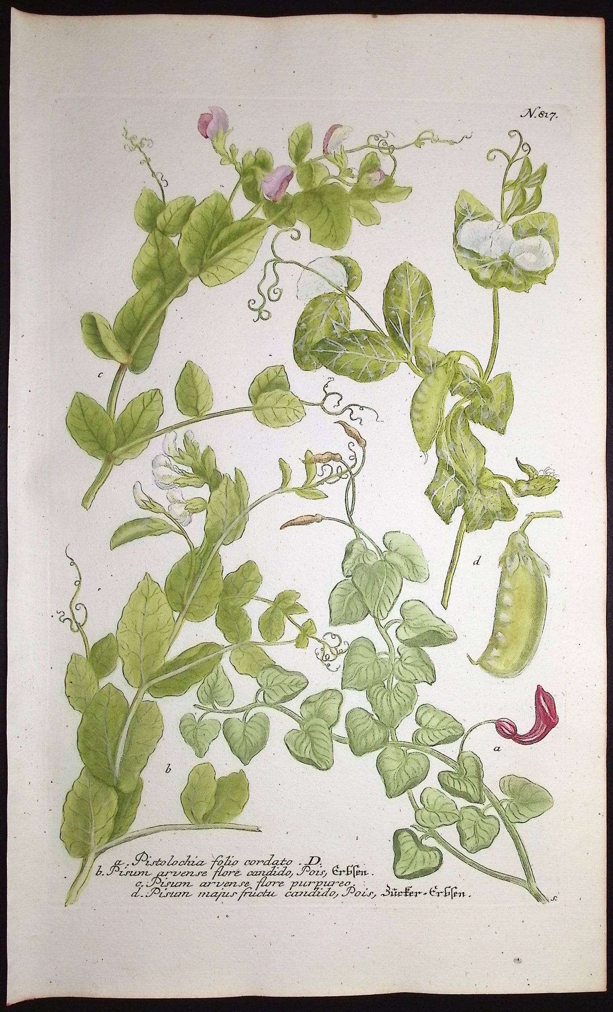 Pea Plants with Pods