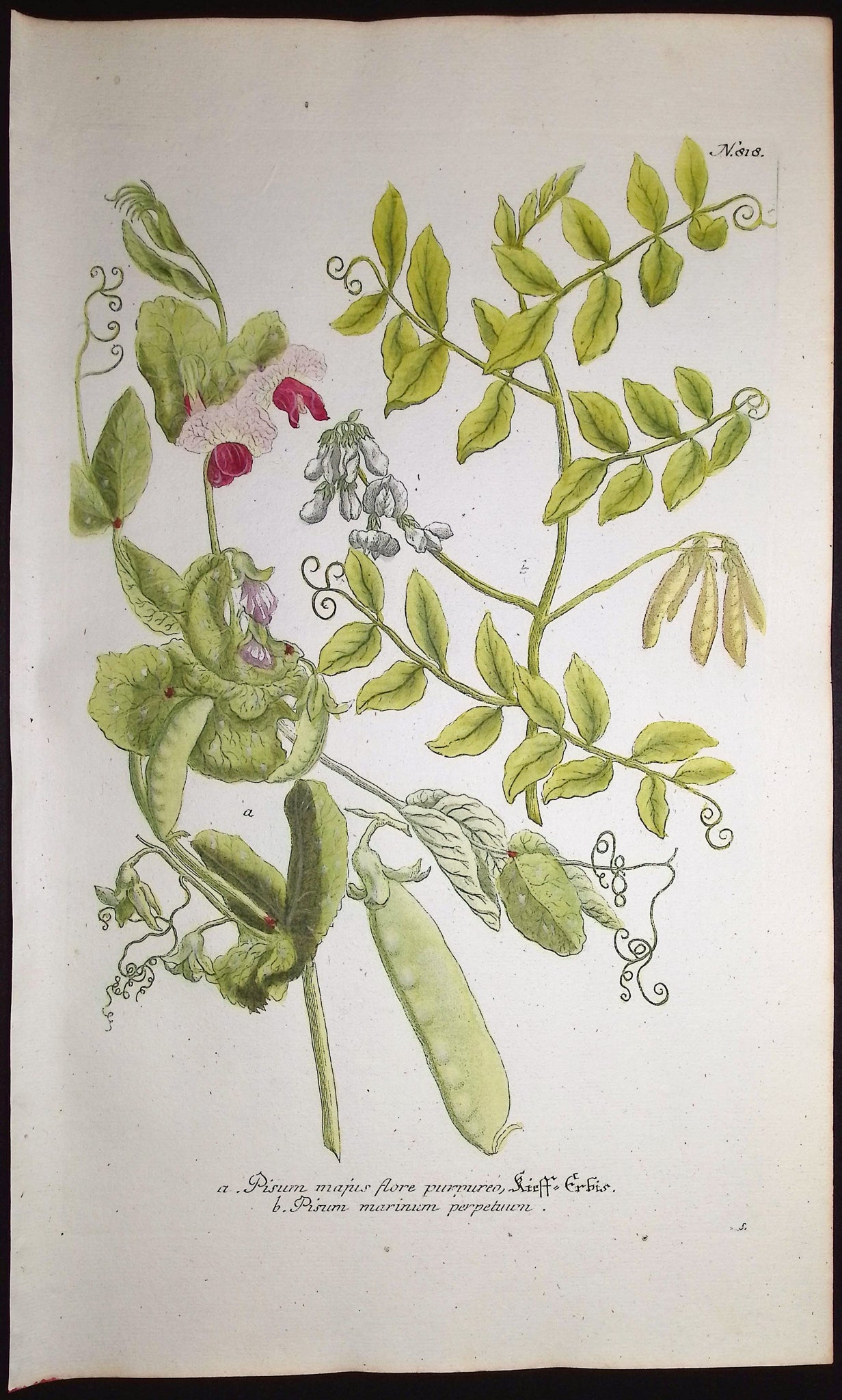 Pea Plants with Pods