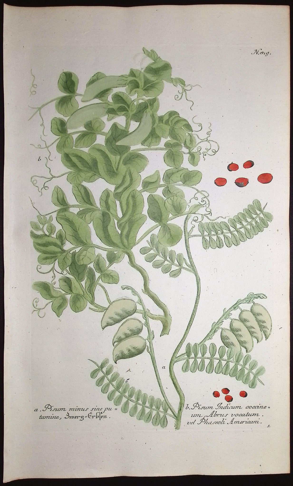 Pea Plants with Pods