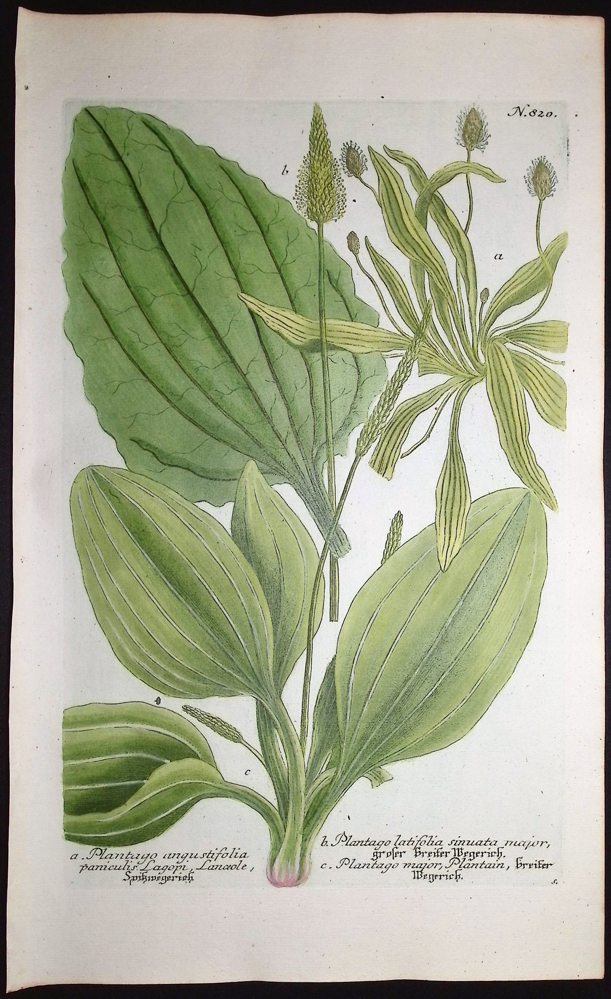 Plantago