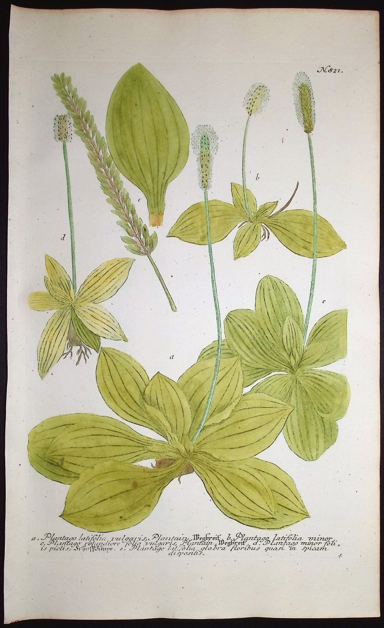 Plantago