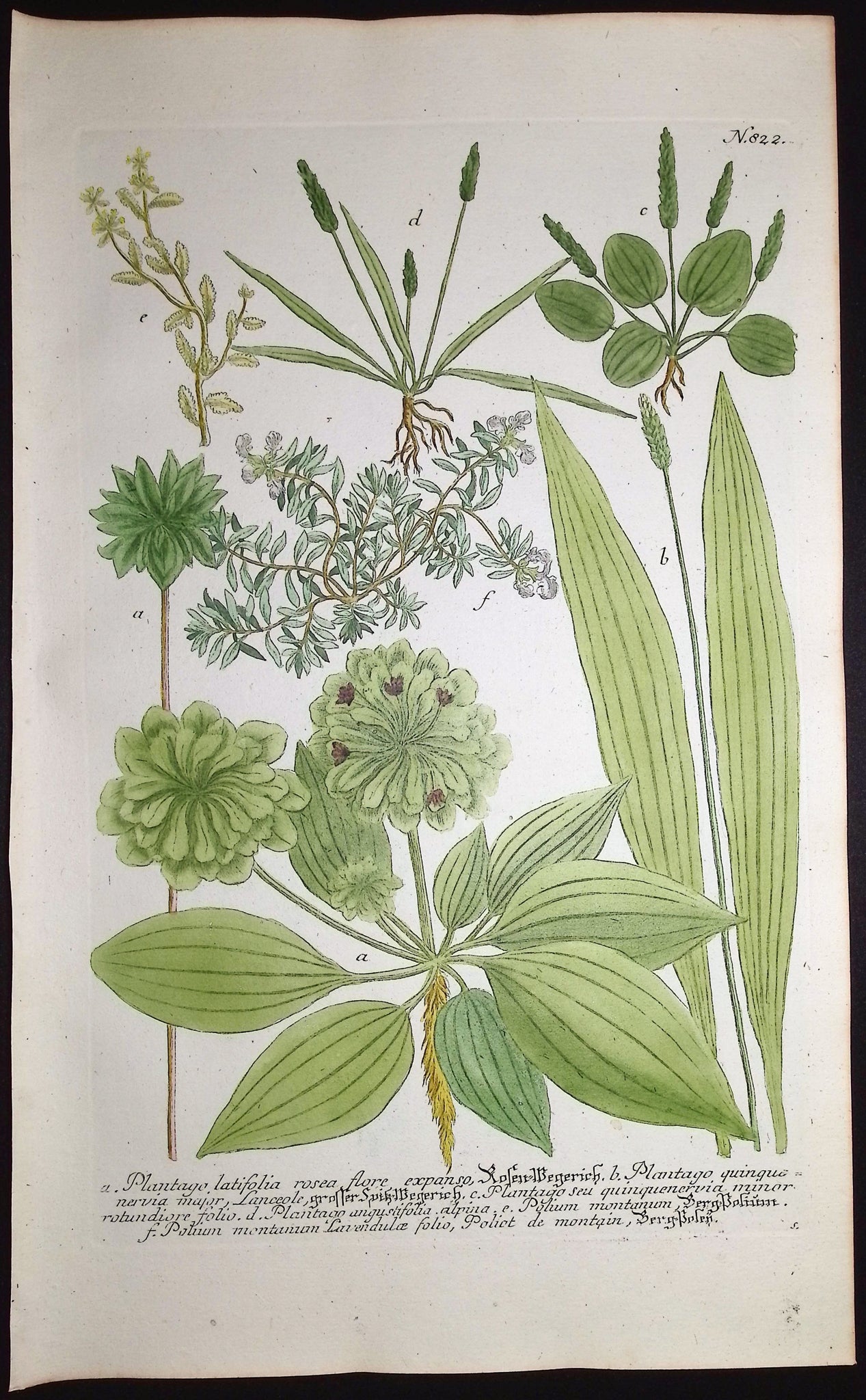 Plantago, Polium