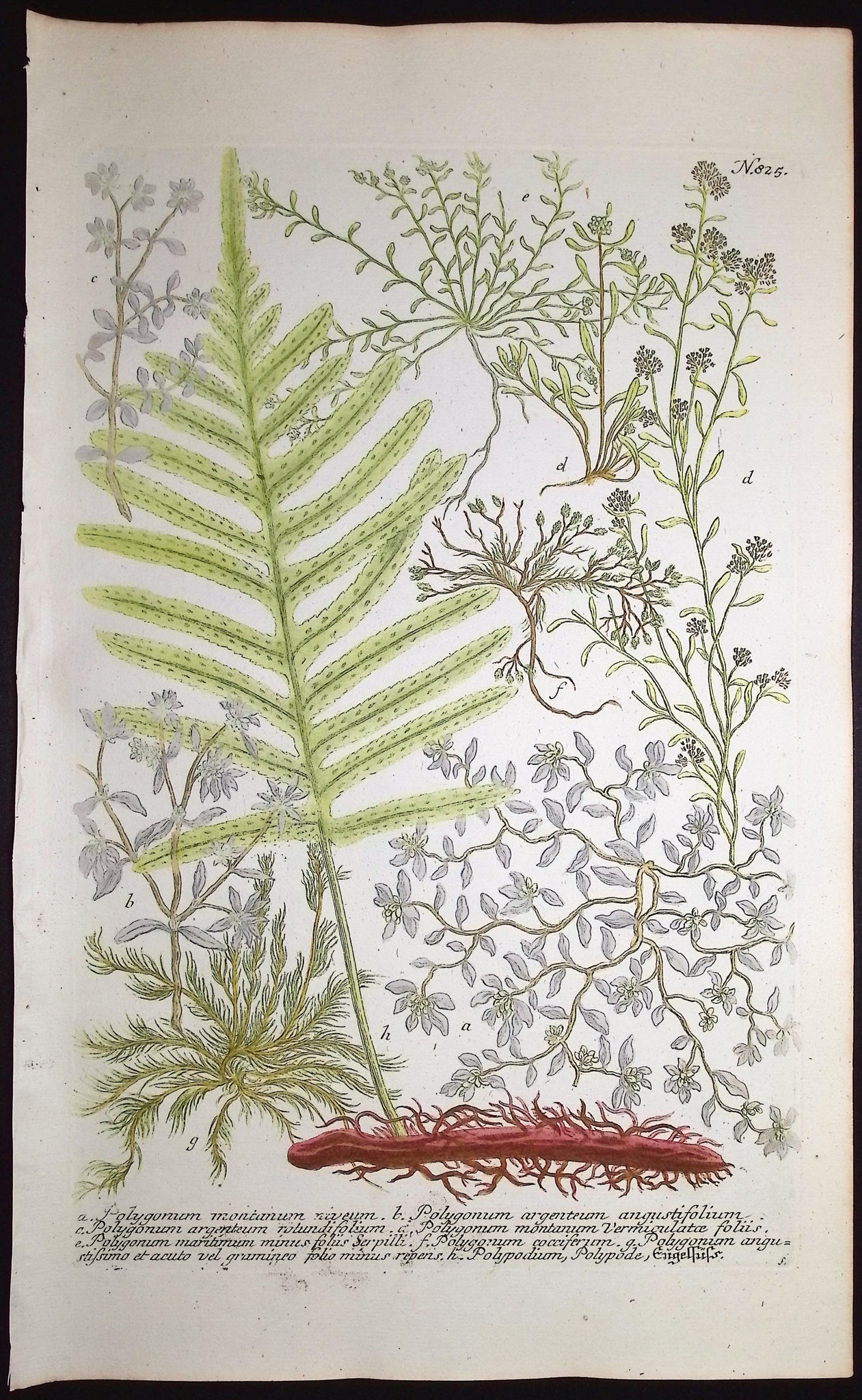 Polygonum, Polypodium