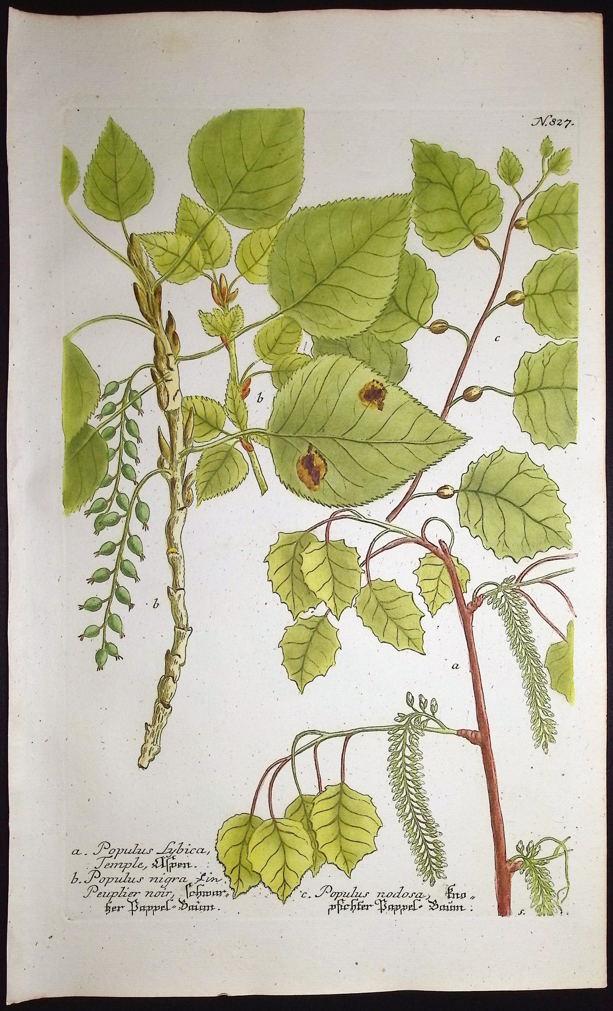 Populus