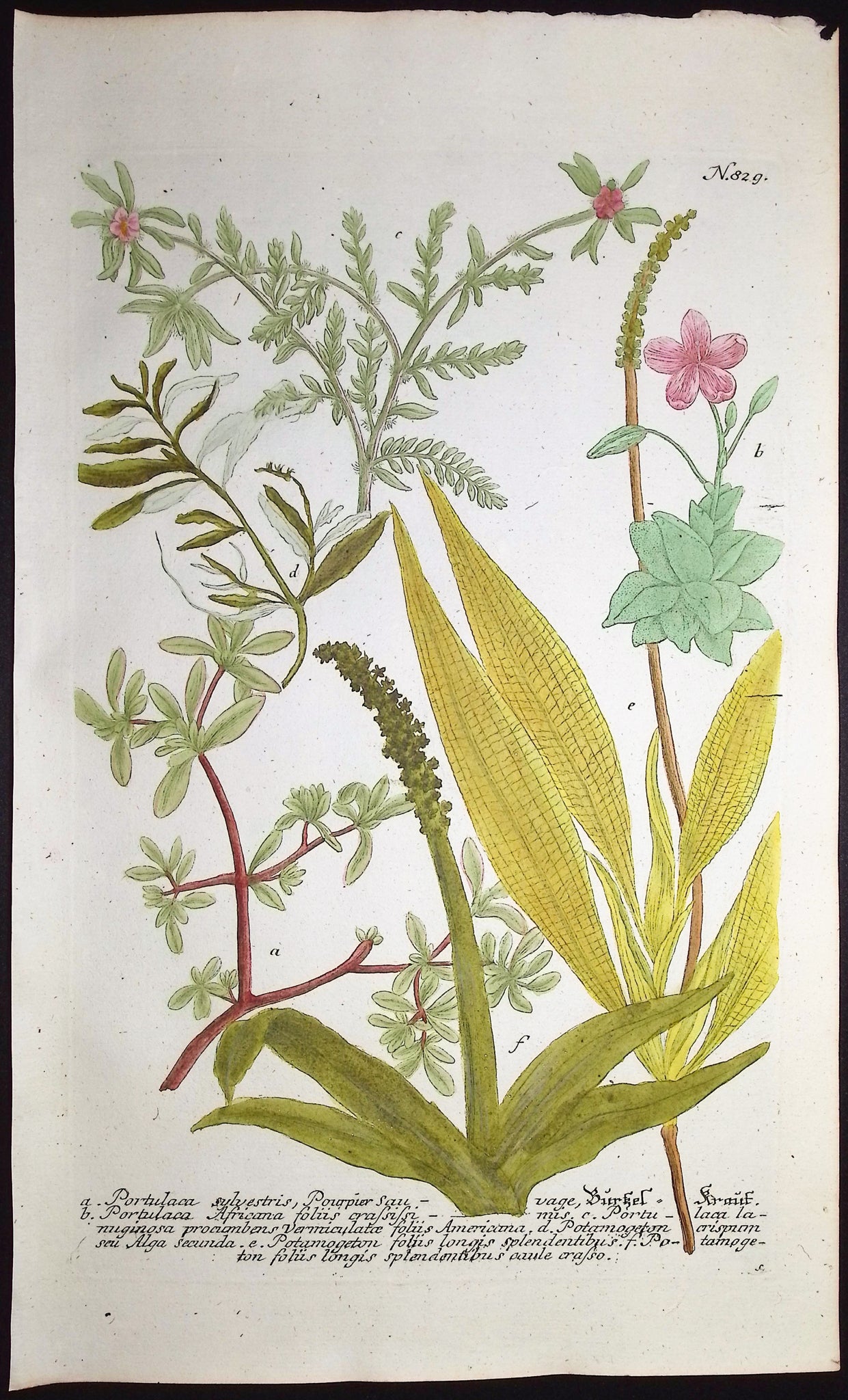 Portulaca, Potamogeton