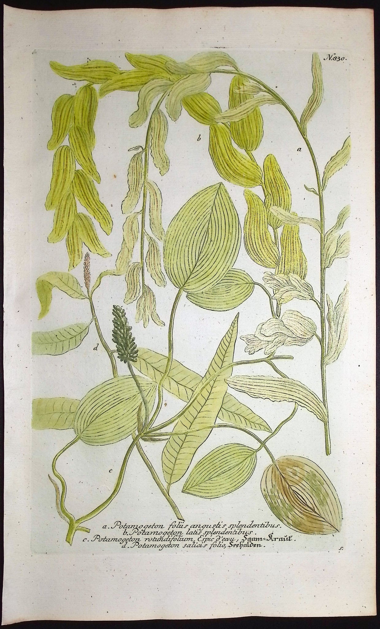 Potamogeton