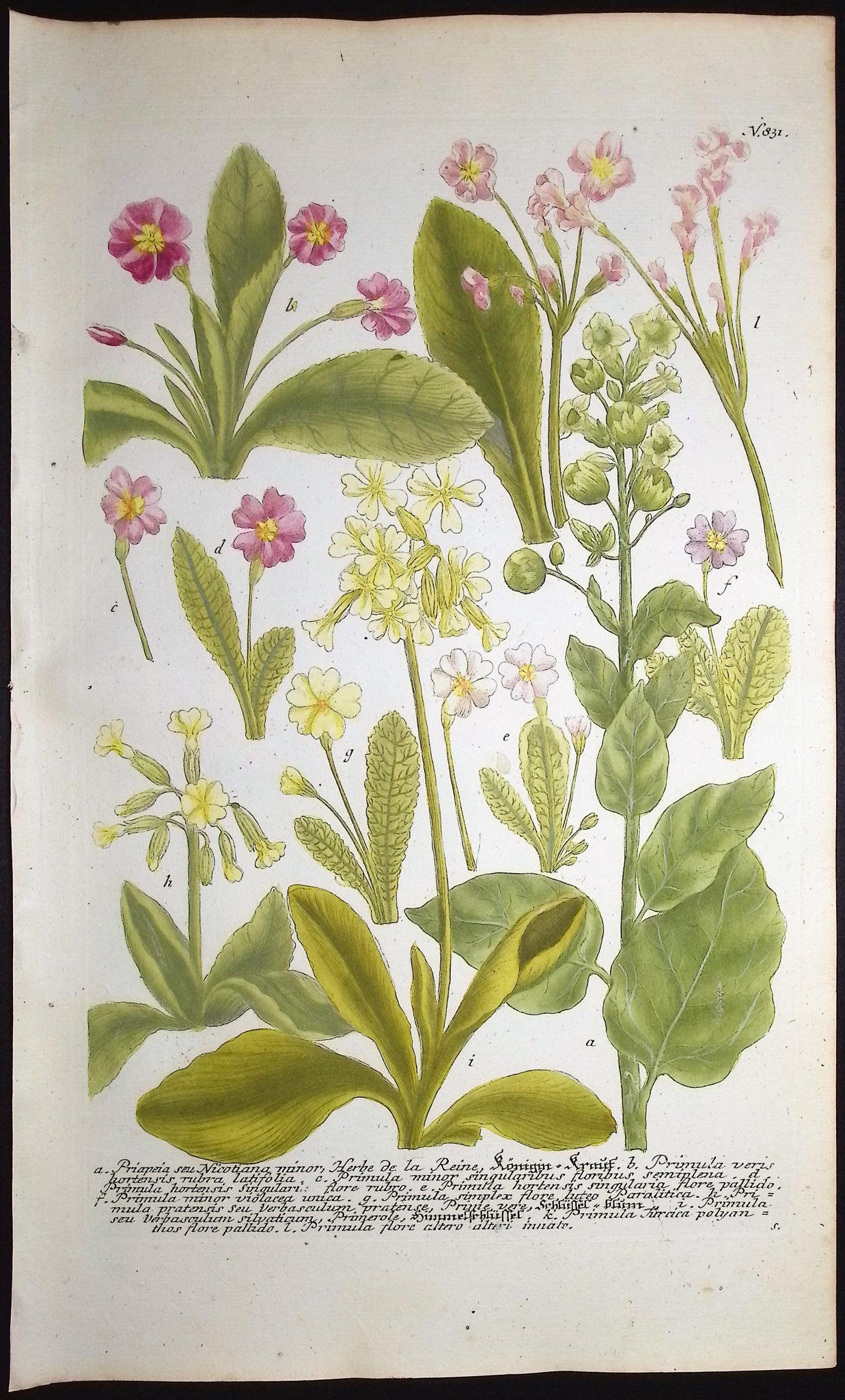 Priapeia, Primula