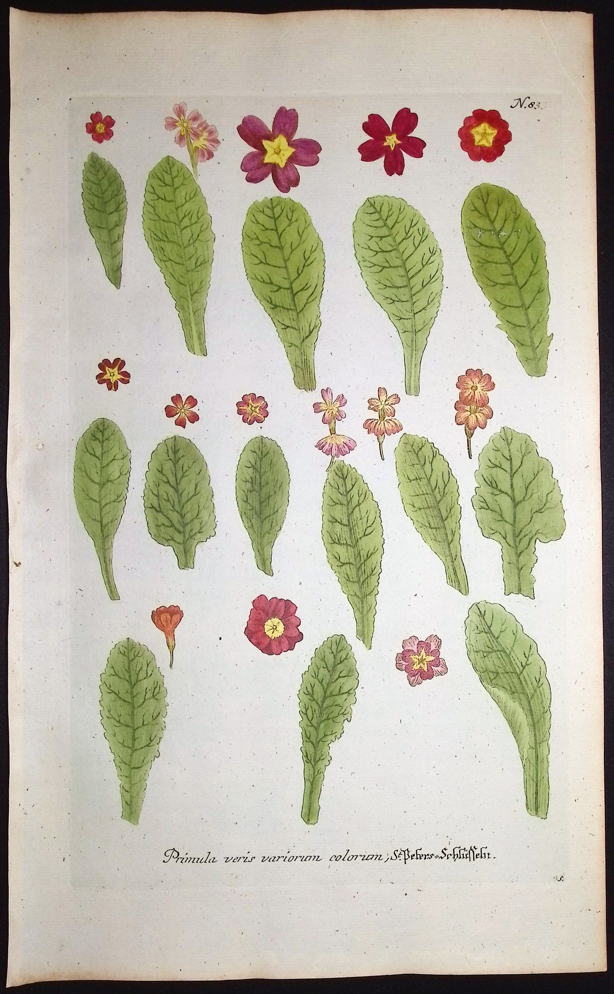 Primrose Flowers and Leaves
