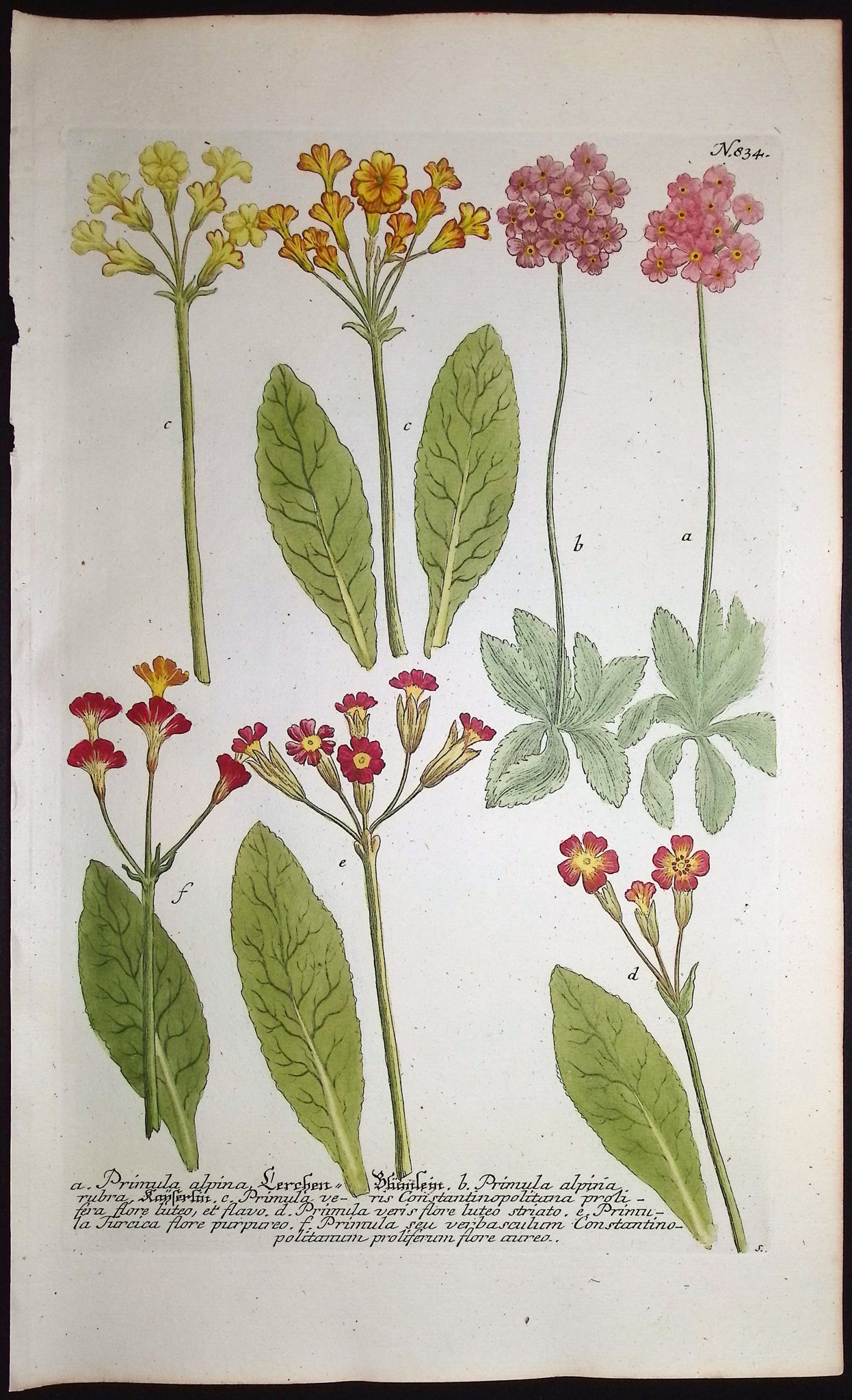 Primrose