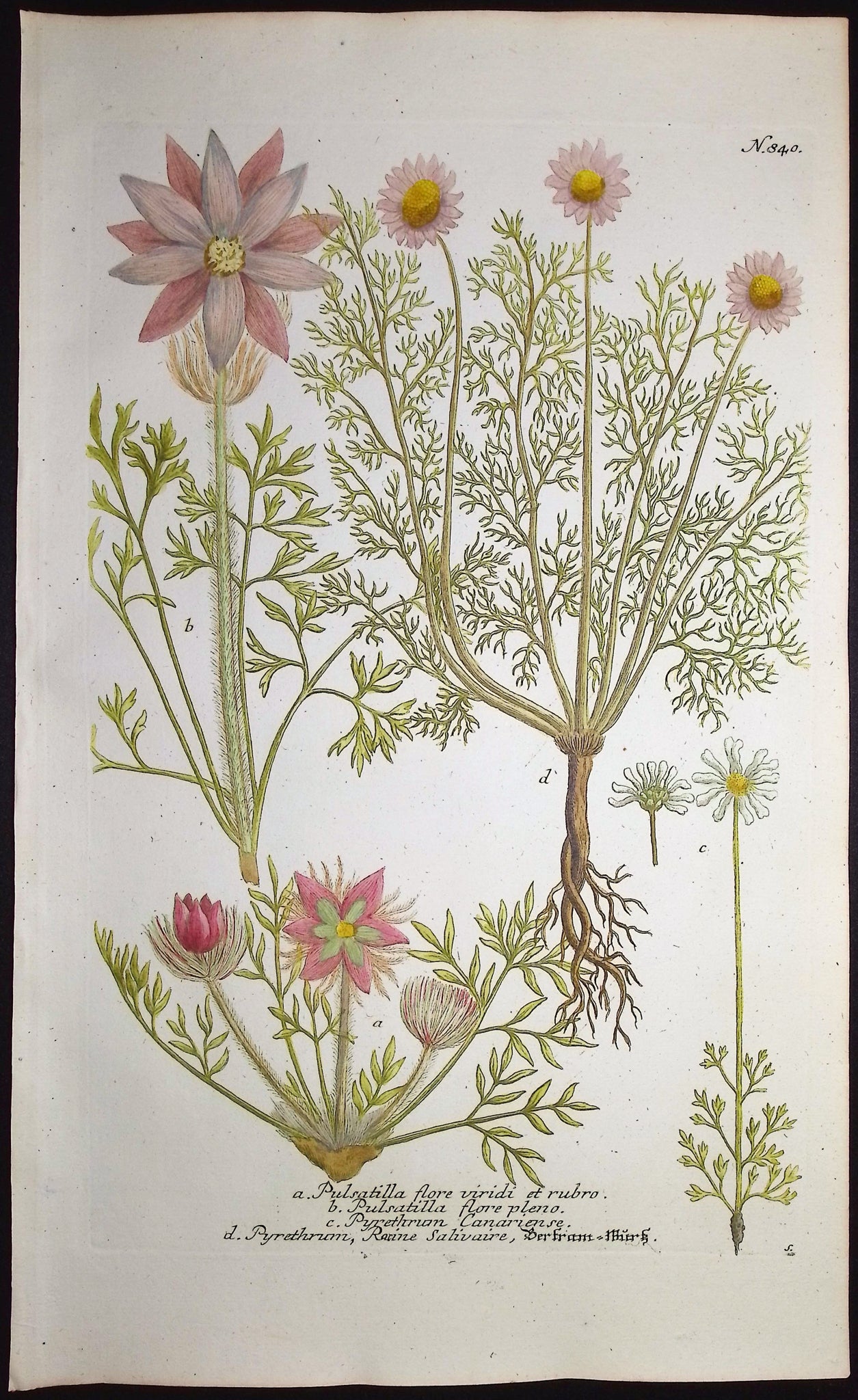 Pulsatilla, Pyrethrum