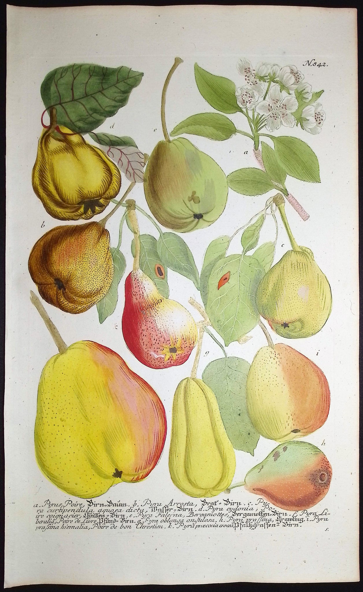 Pear Fruits and Flowers