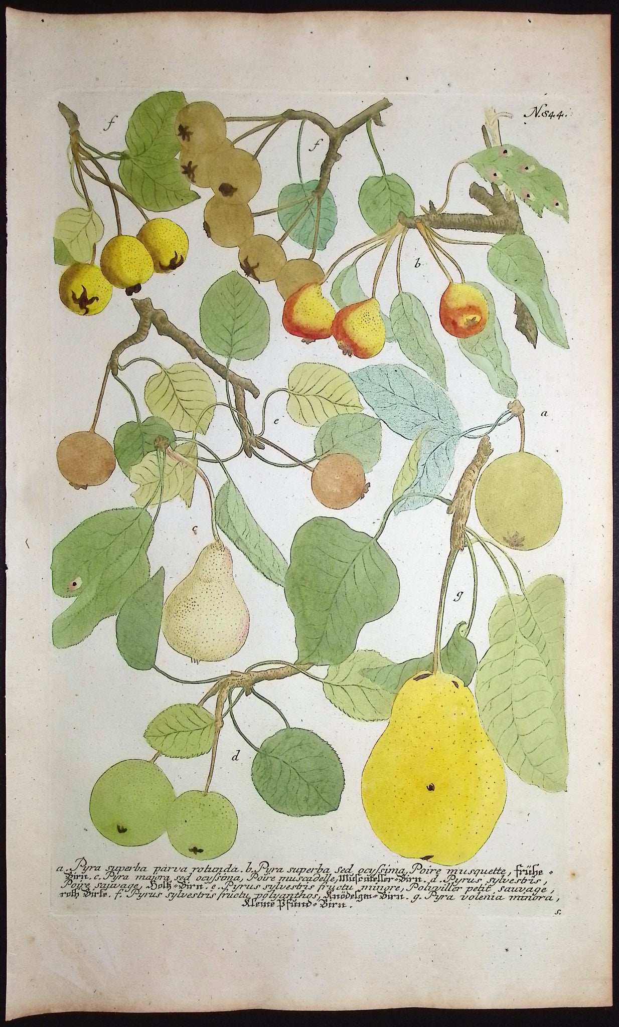 Pears