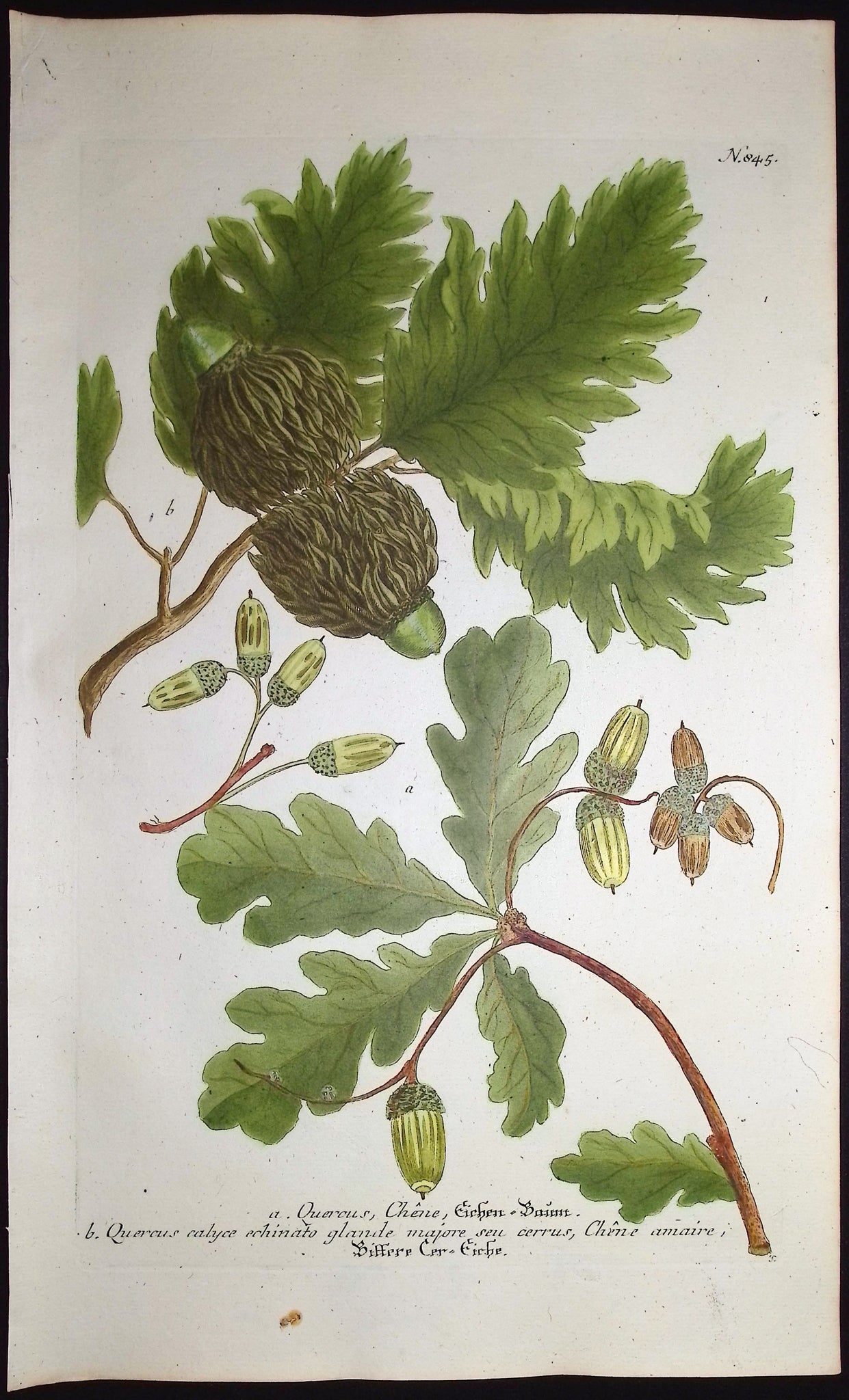 Oak