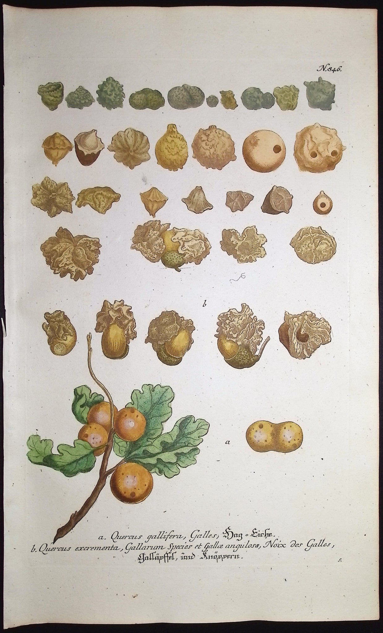 Oak