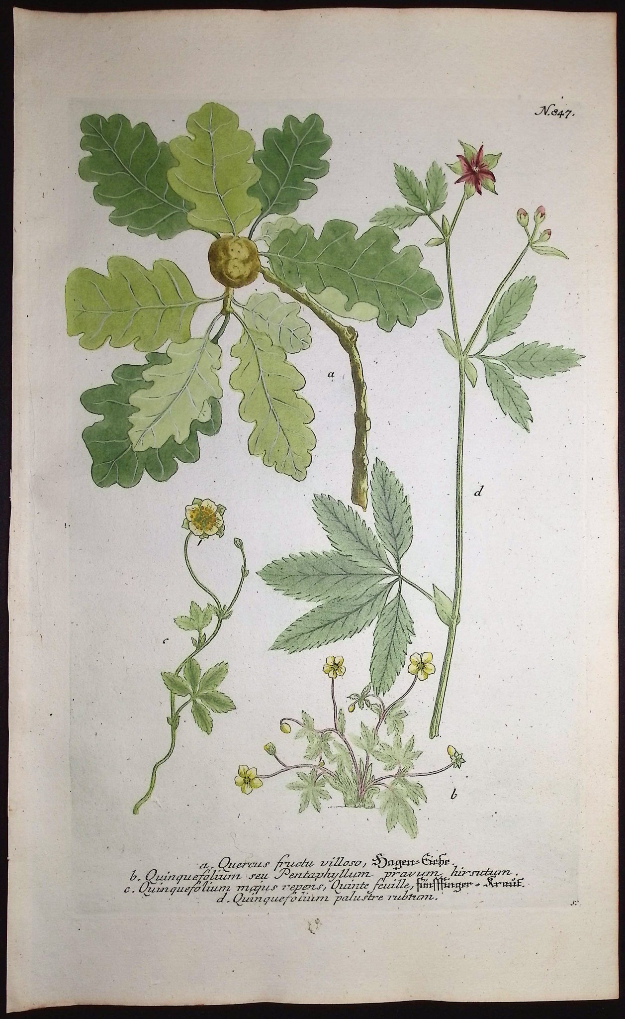 Oak