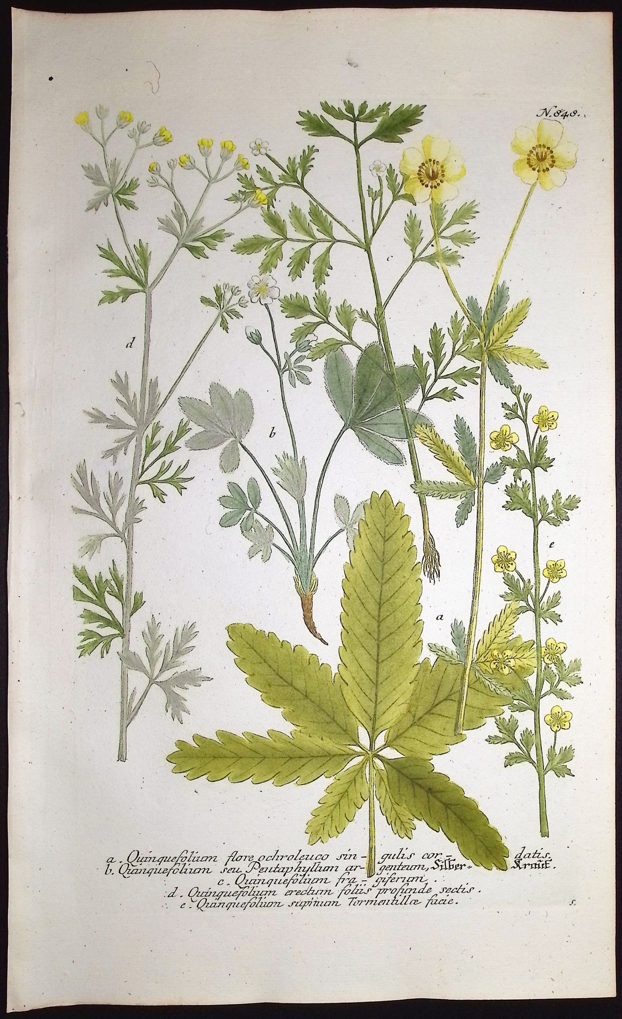 Quinquefolium