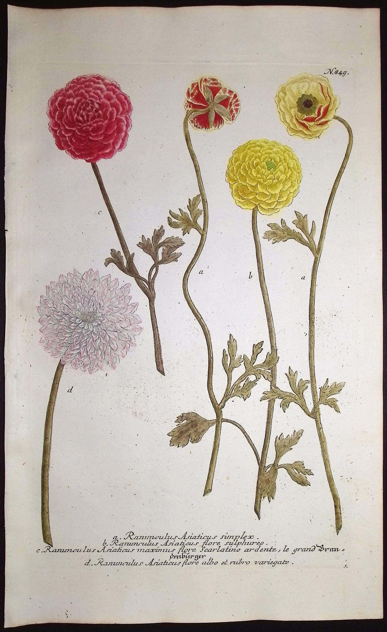 Buttercup or Ranunculus