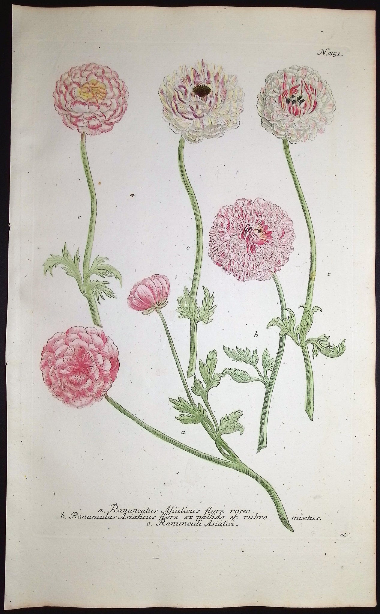 Buttercup or Ranunculus