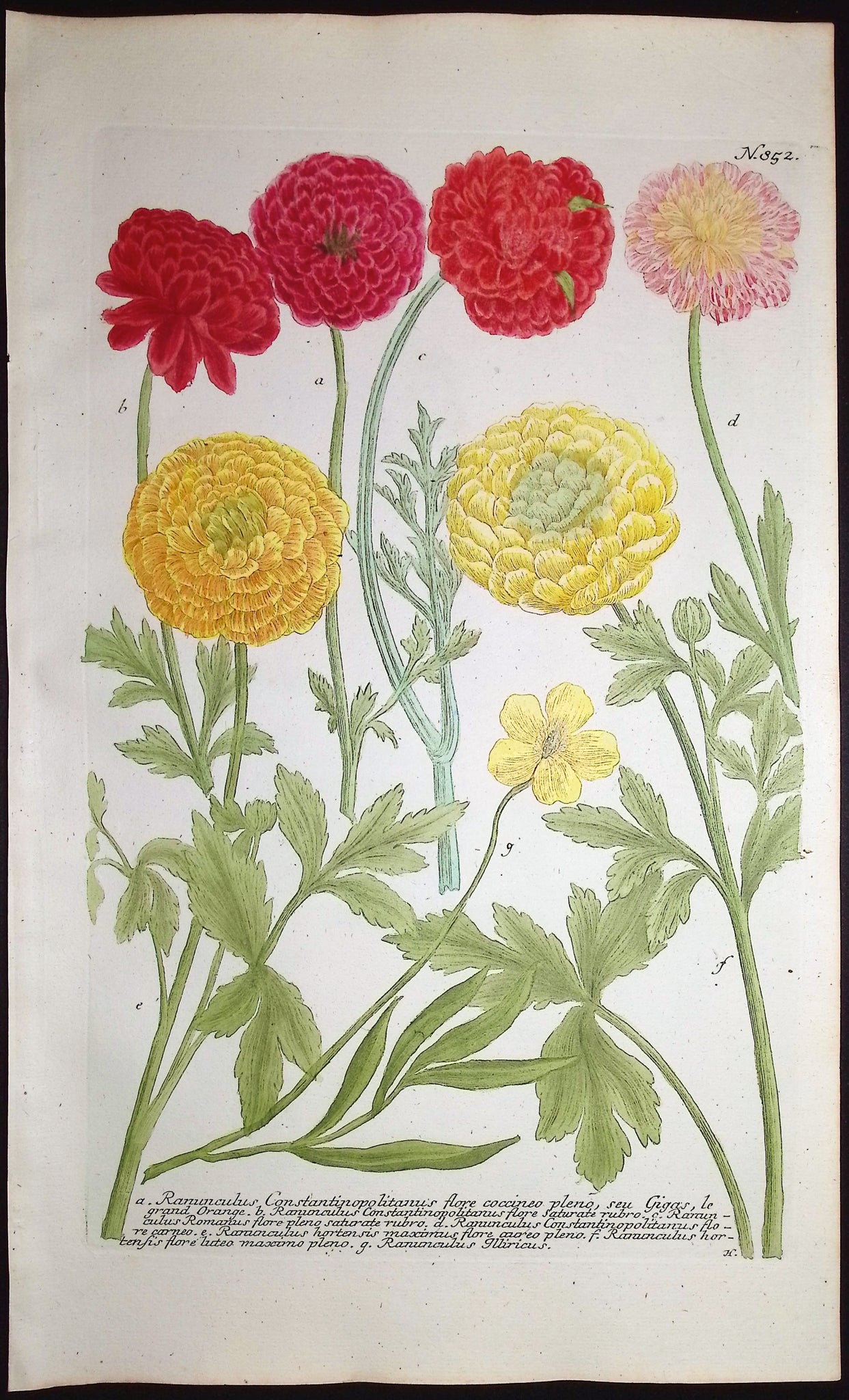 Buttercup or Ranunculus
