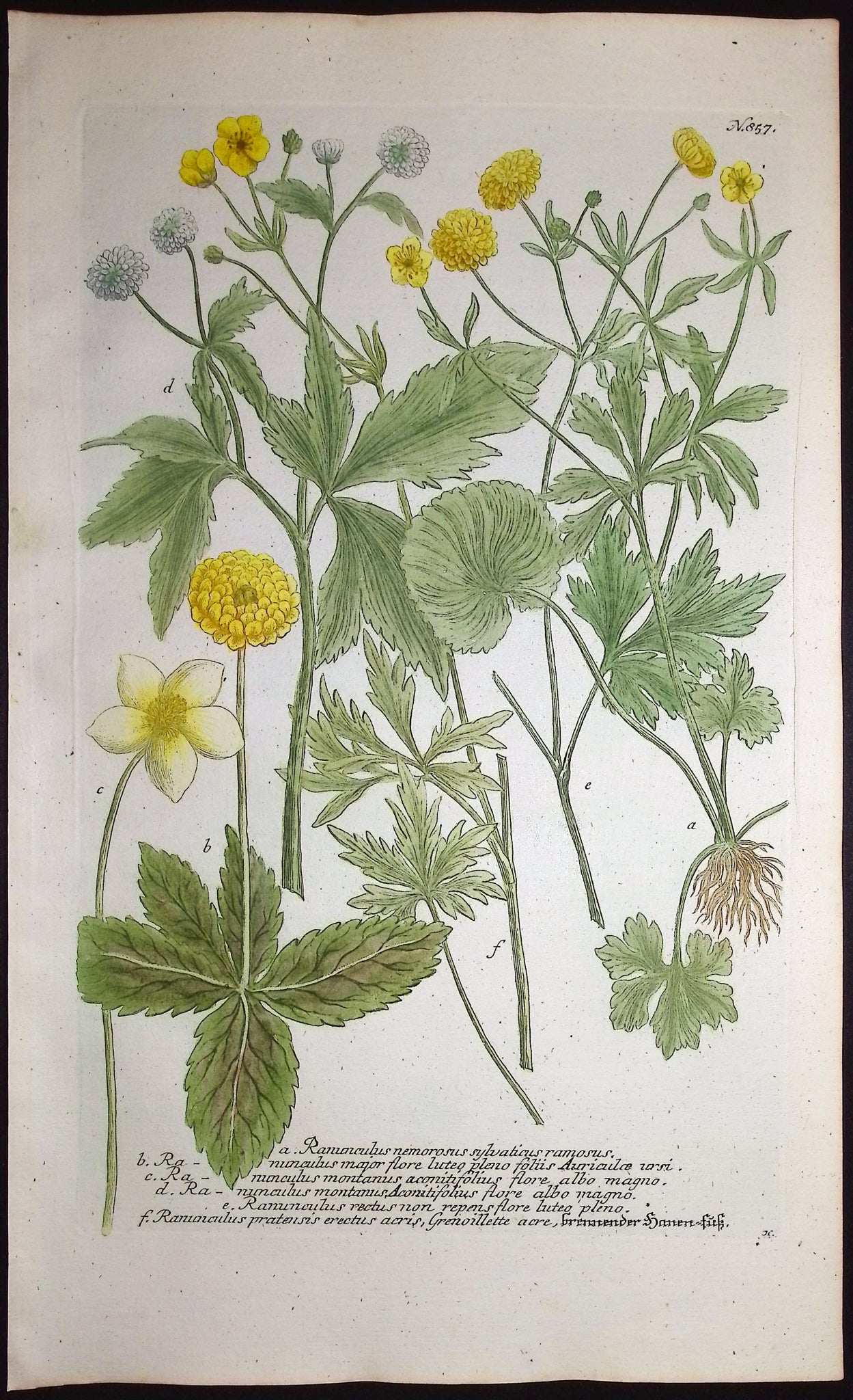 Buttercup or Ranunculus