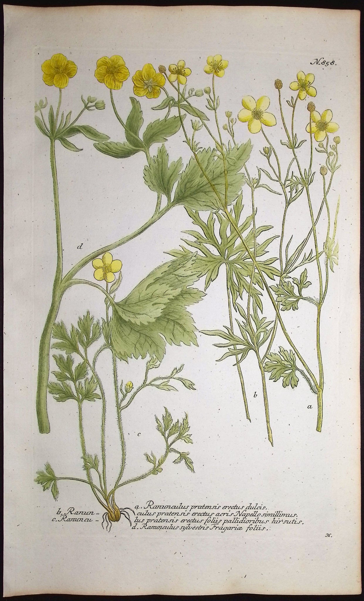 Buttercup or Ranunculus