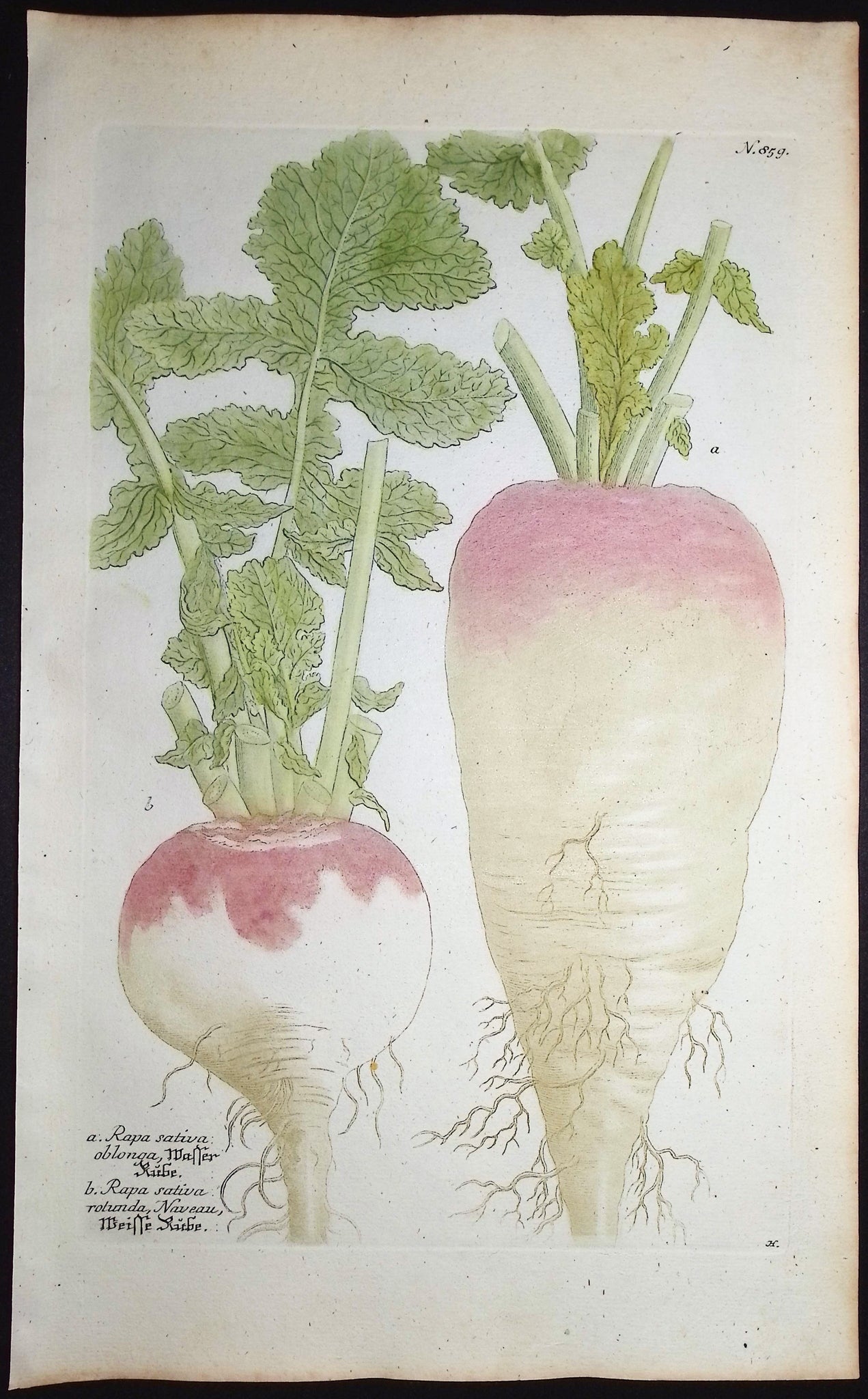 Radish