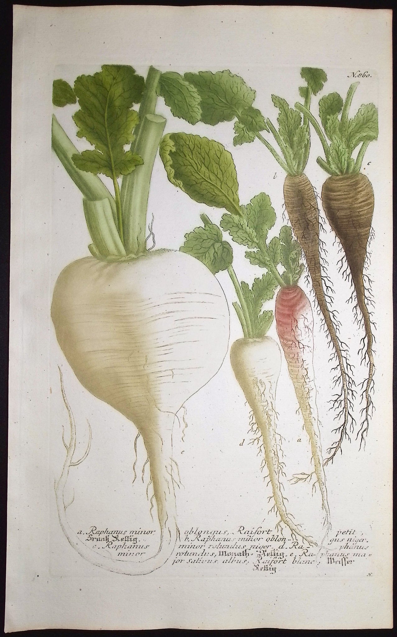 Radish