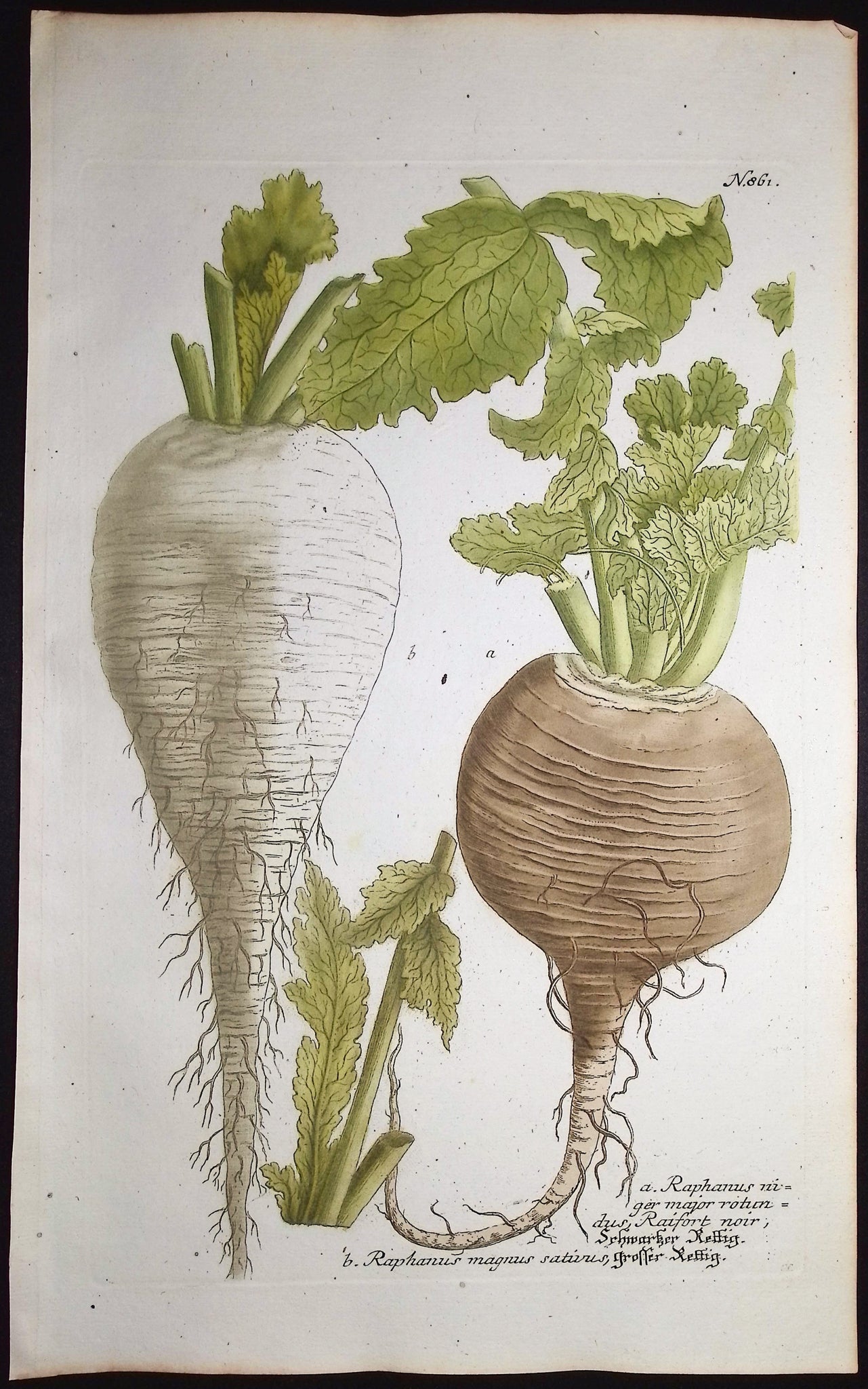 Radish