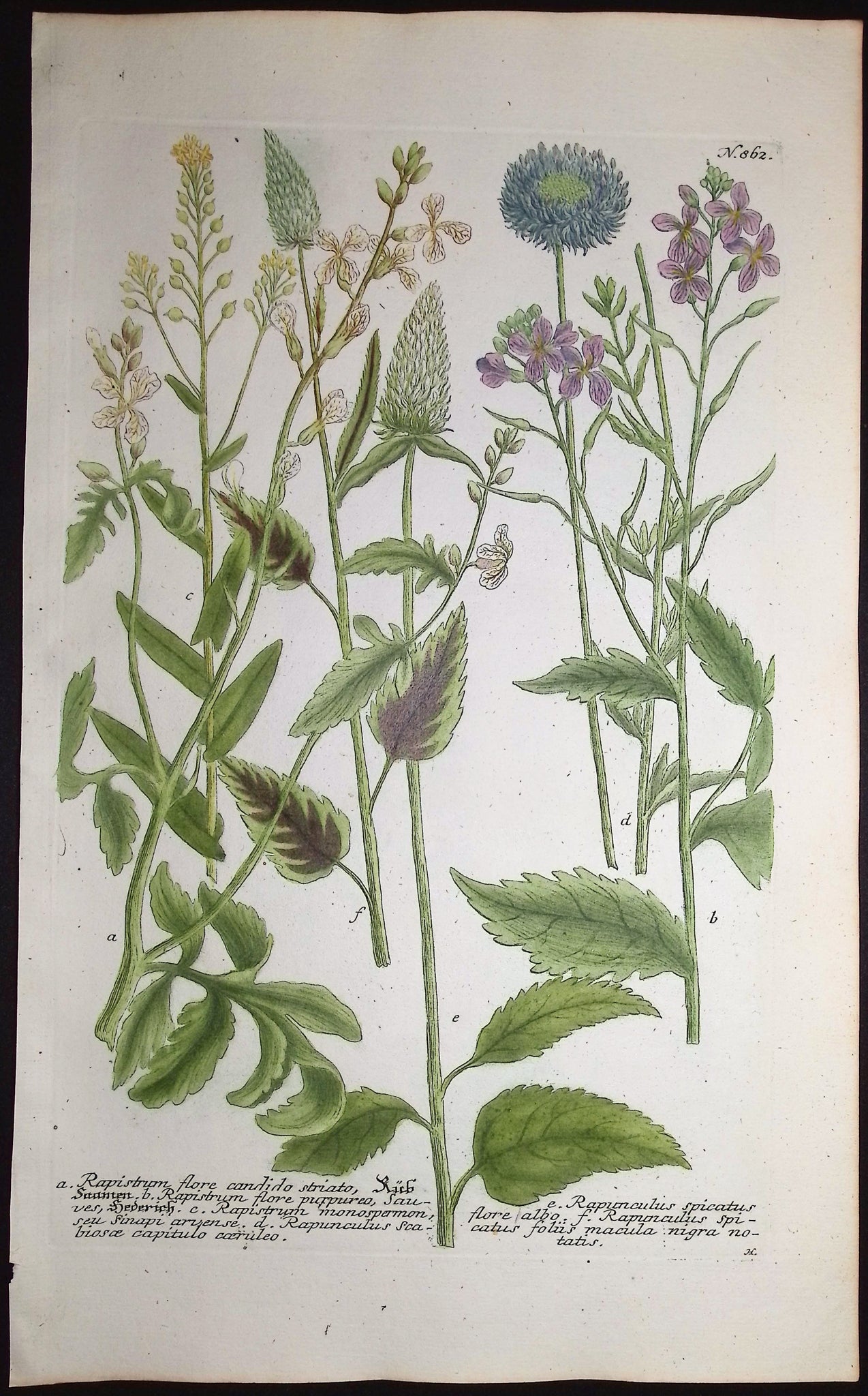 Rapistrum, Rapunculus