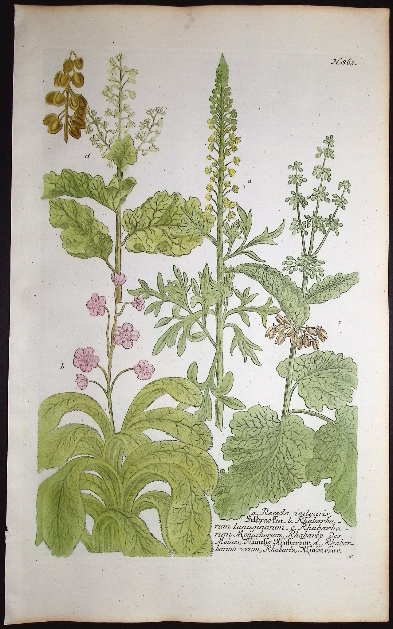 Reseda, Rhabarbarum