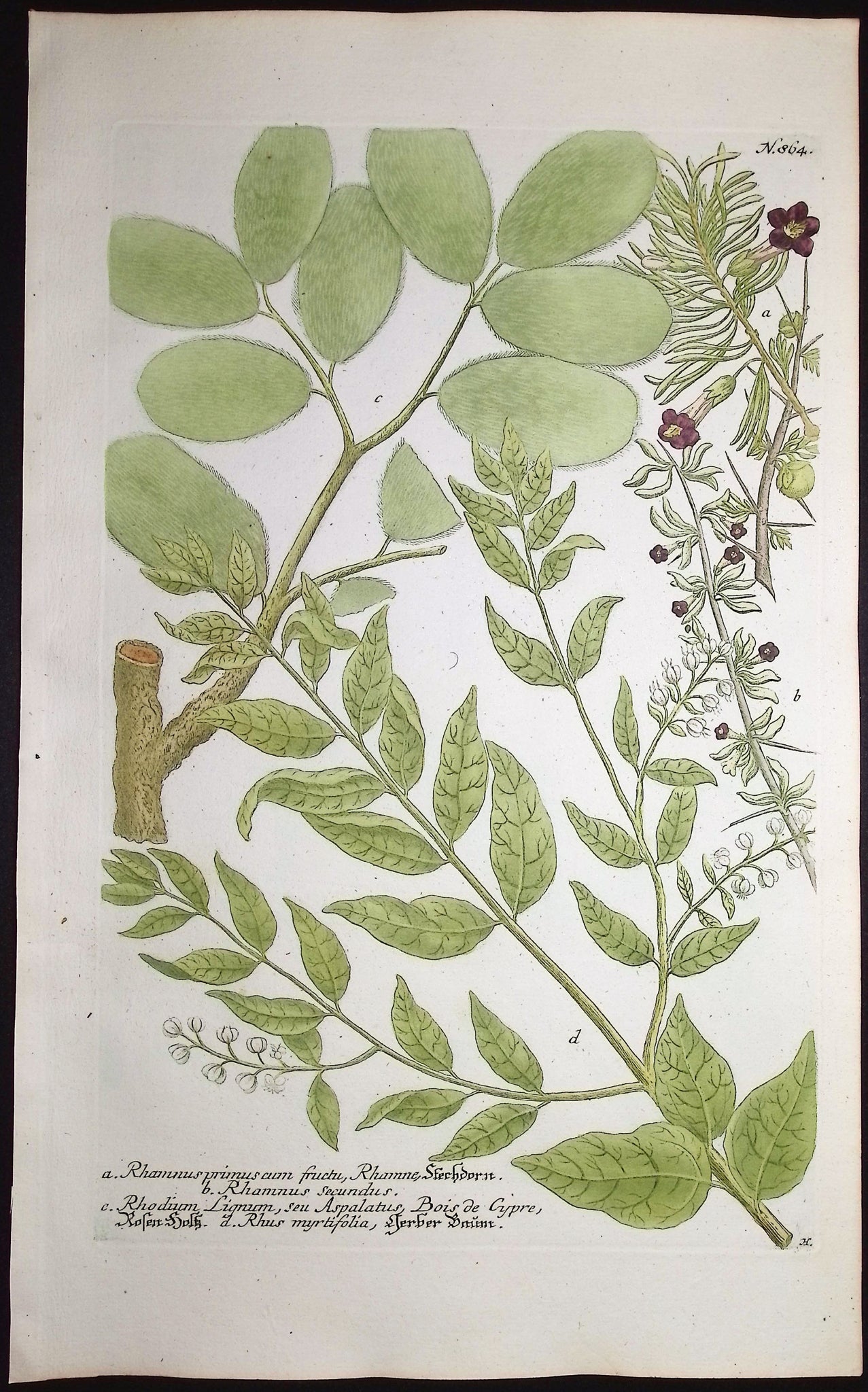 Rhamnus, Rhodium