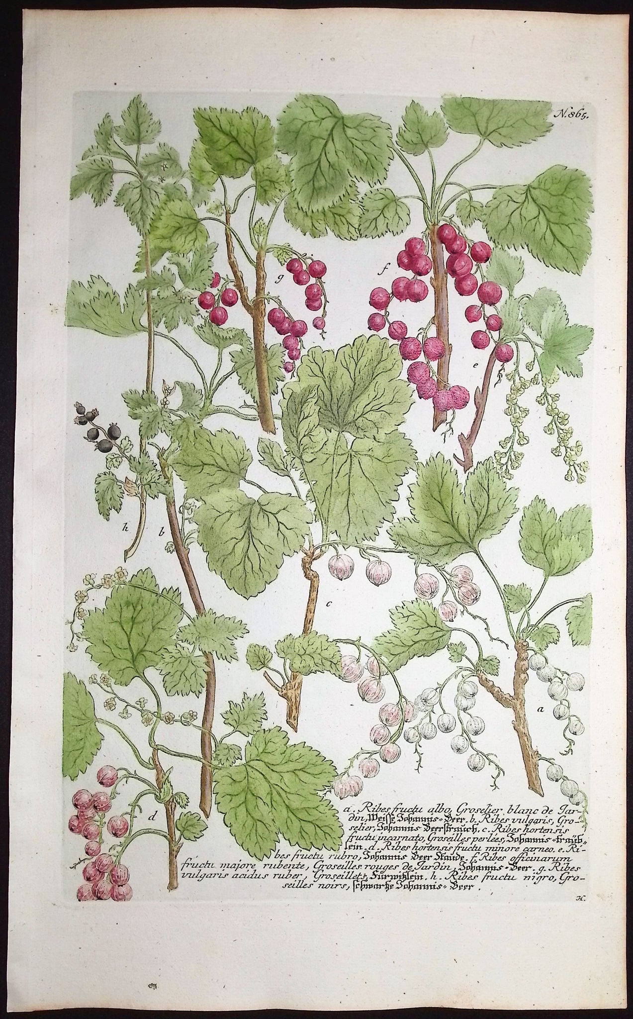 Ribes