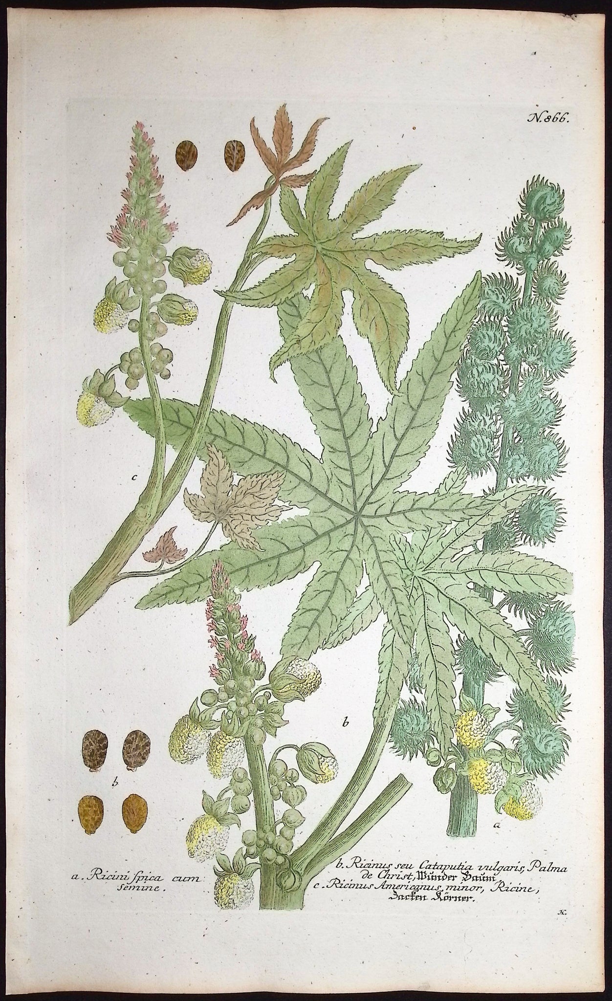 Ricinus