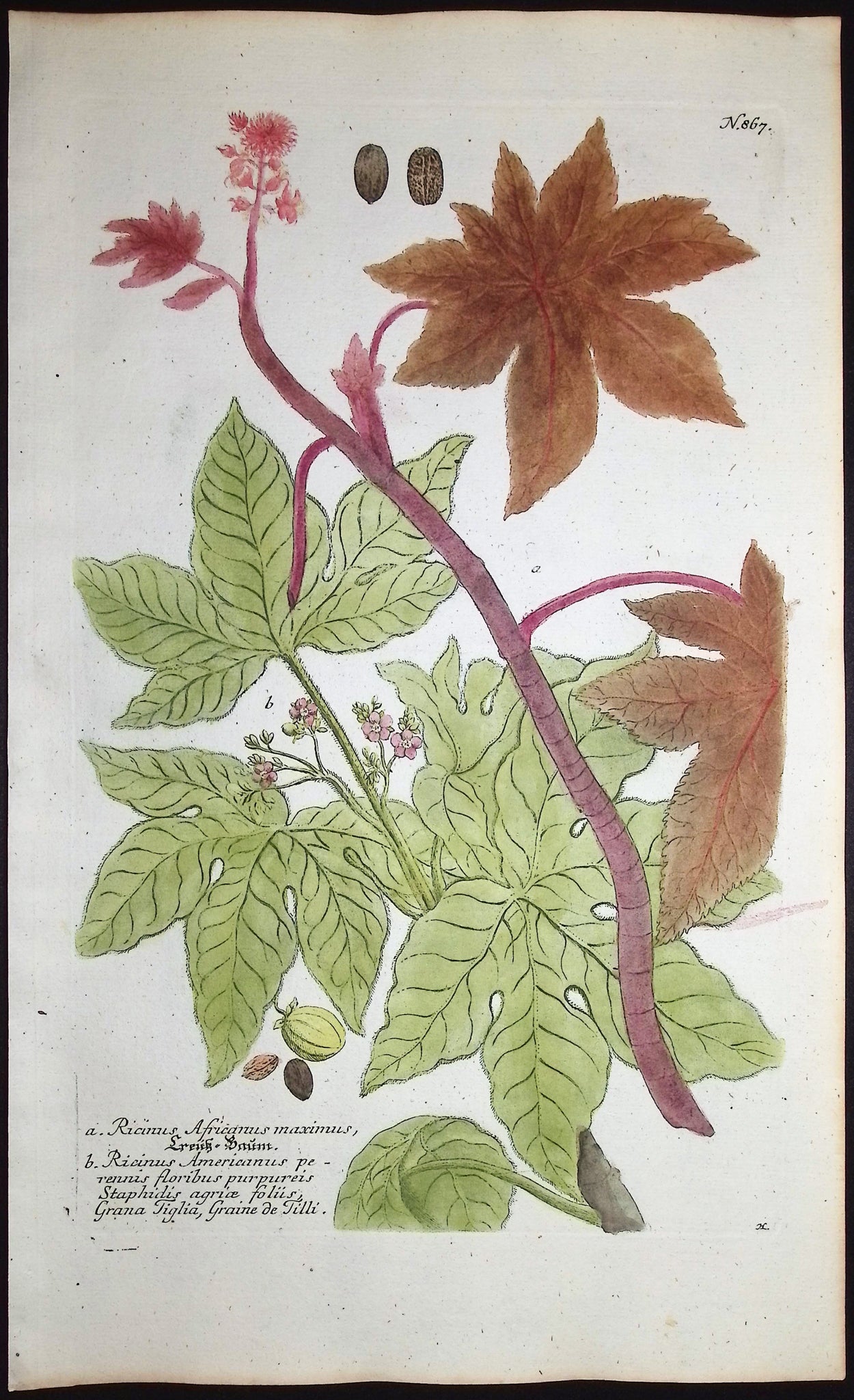 Ricinus
