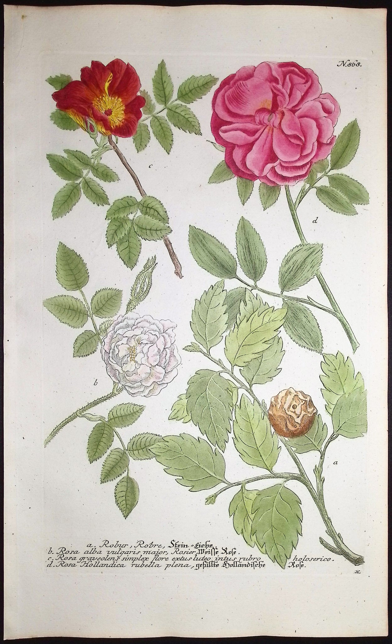 Roses, Fruit of the Holm Oak