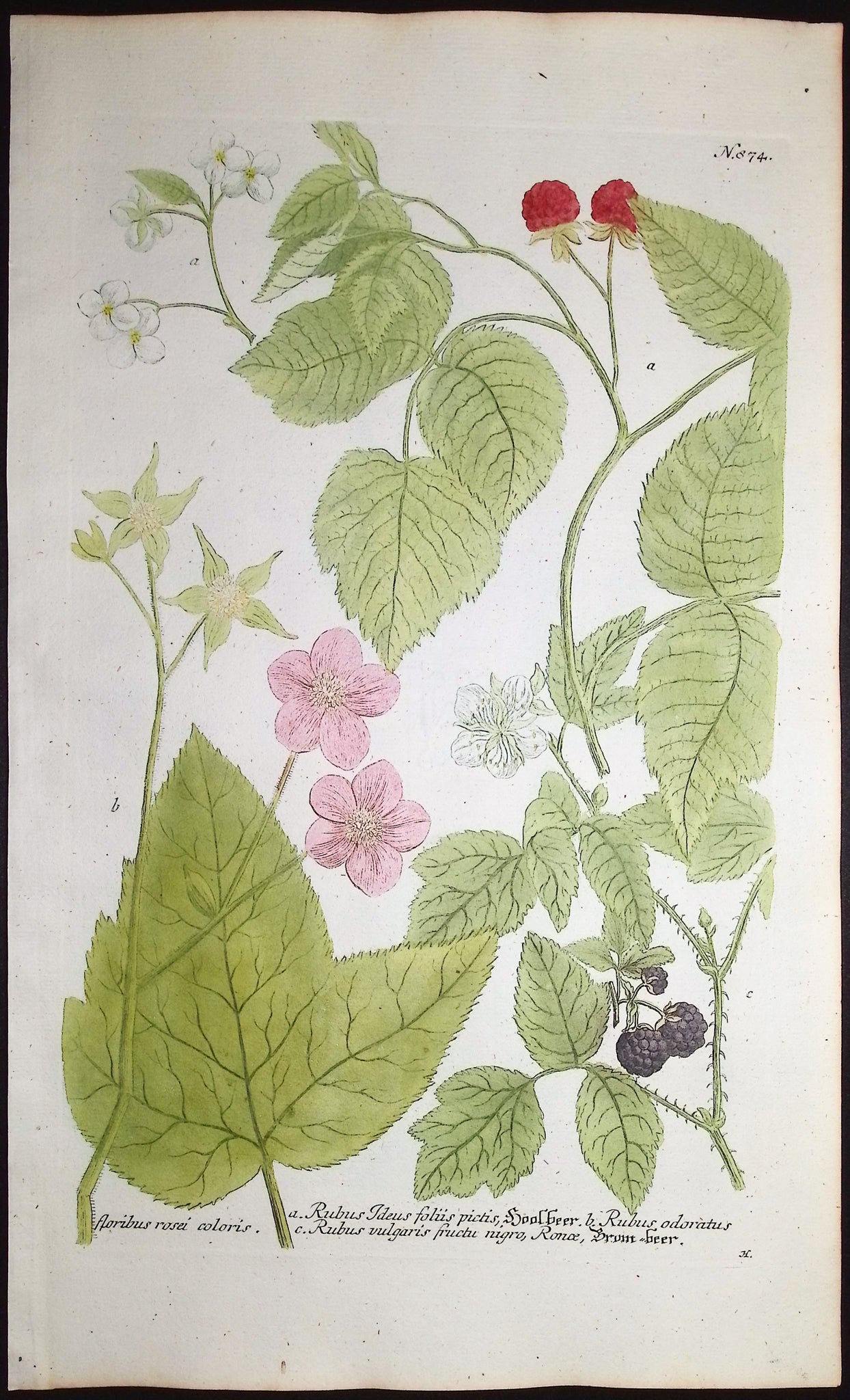 Raspberry