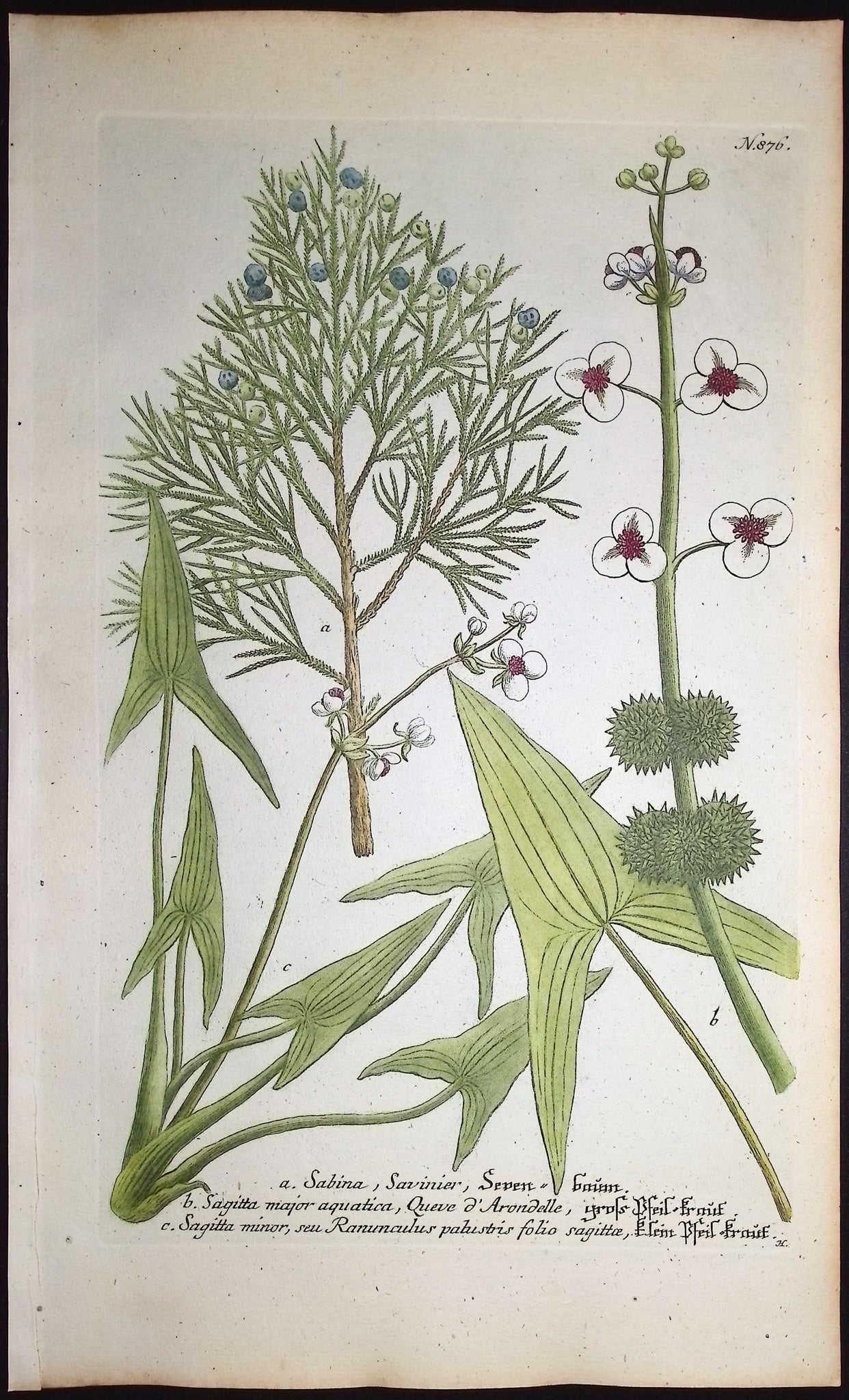 Sabina, Sagitta