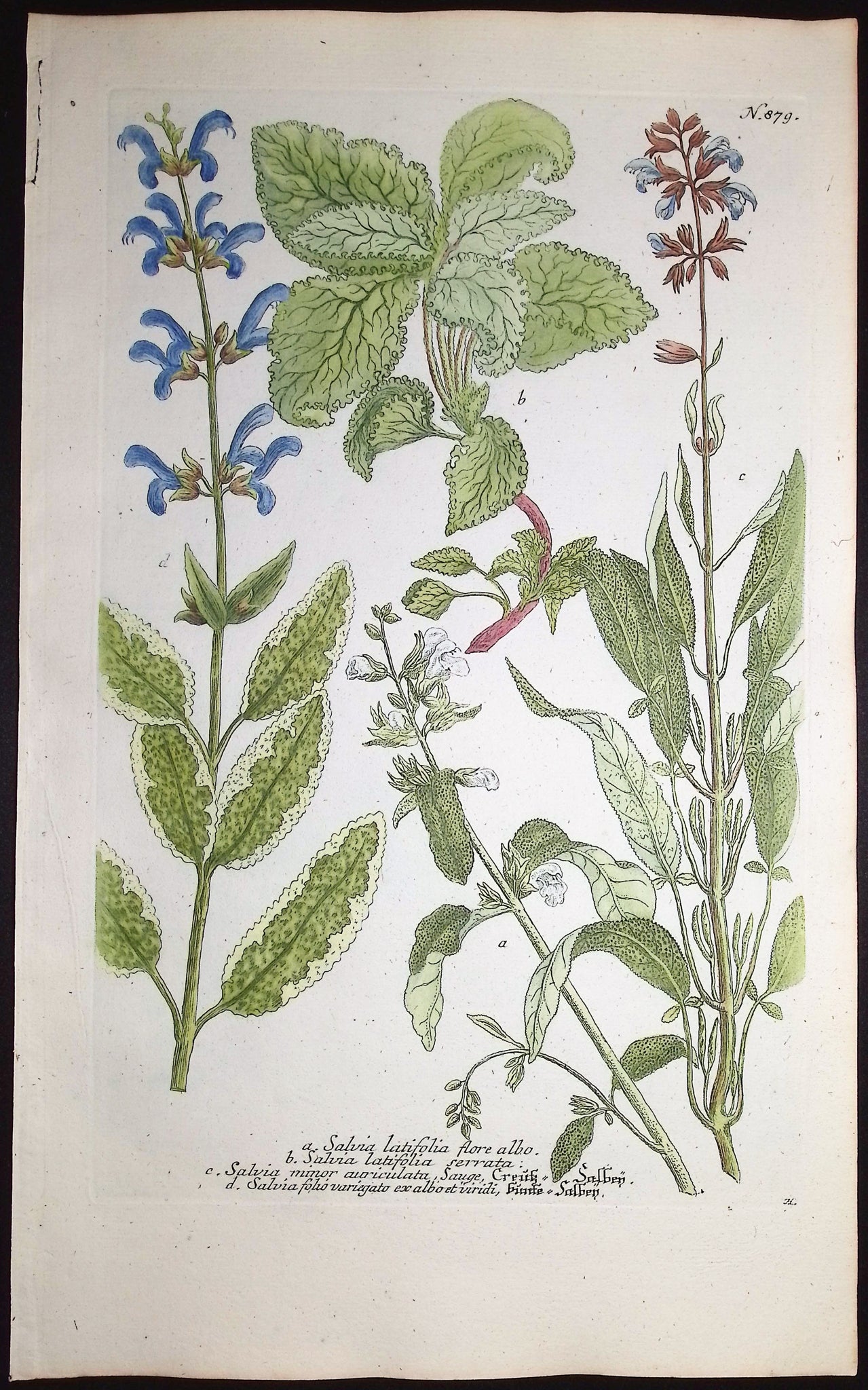 Salvia