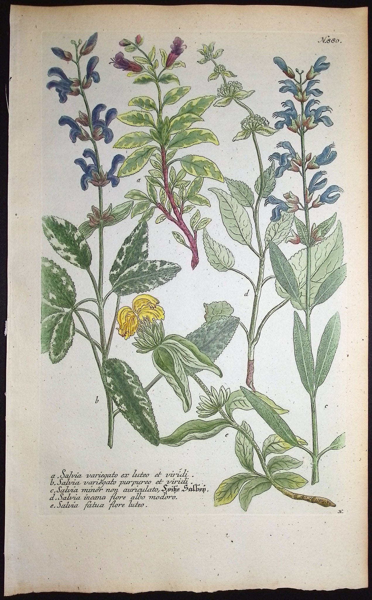 Salvia