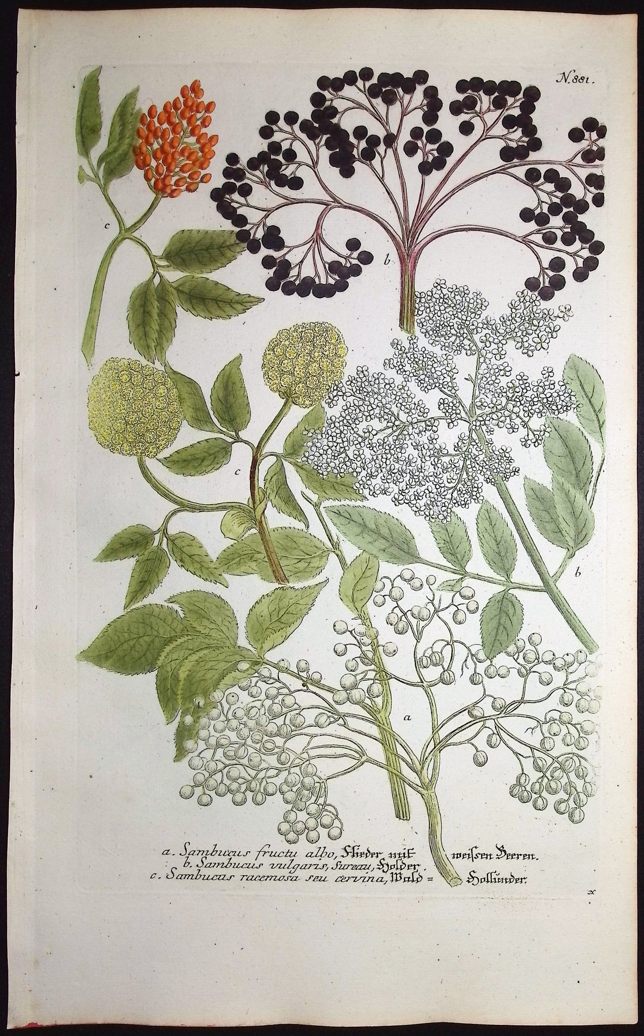 Sambucus