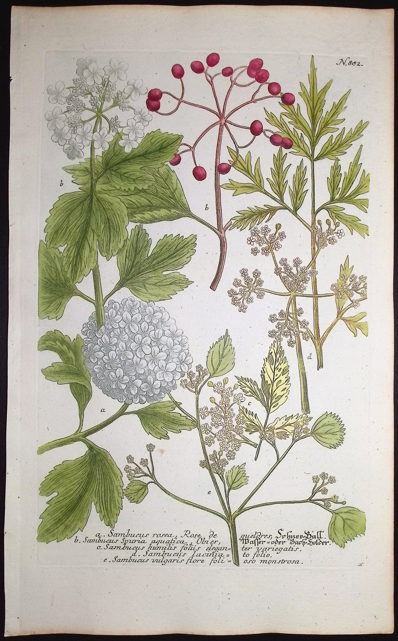 Sambucus