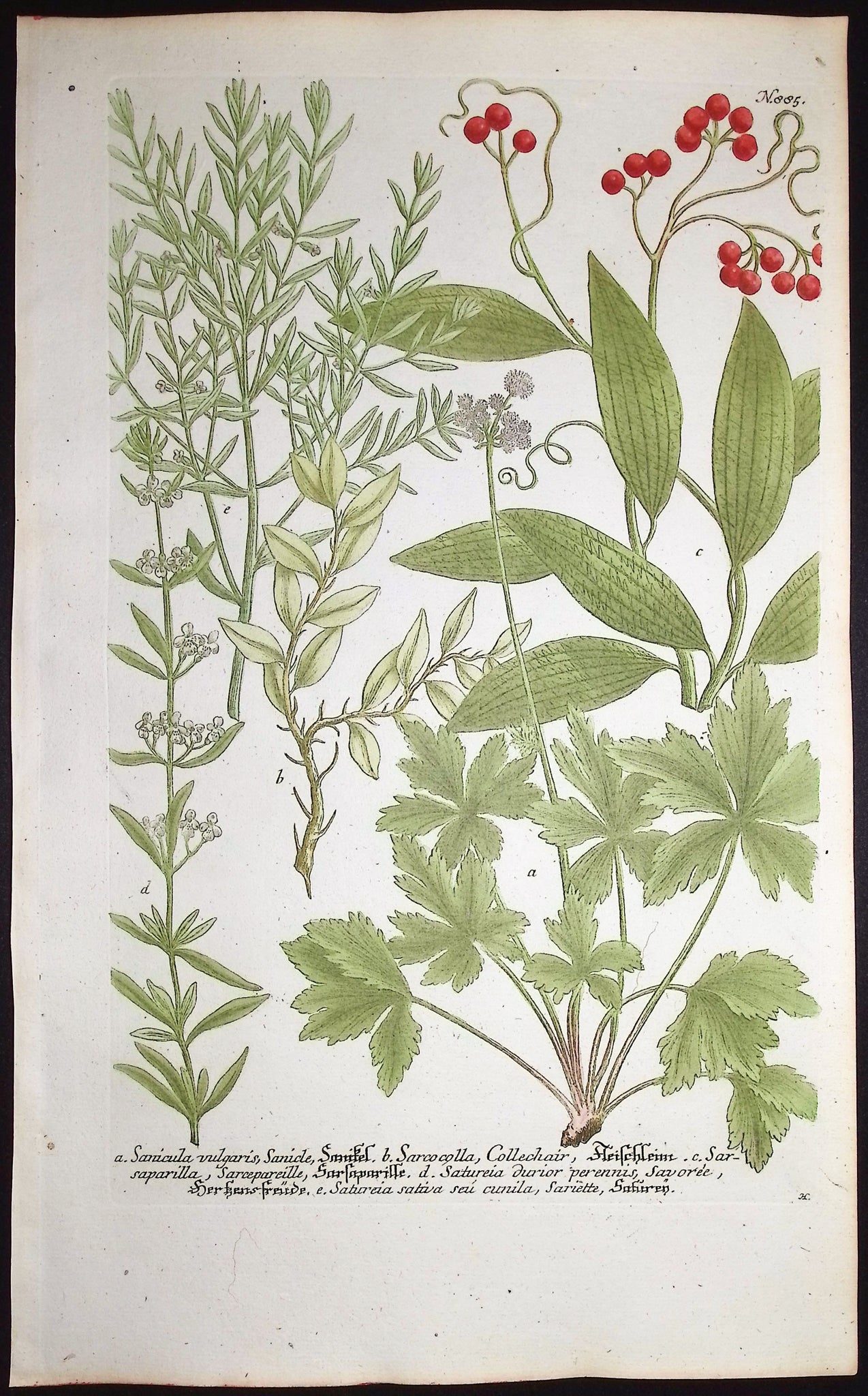 Sanicula, Santureia