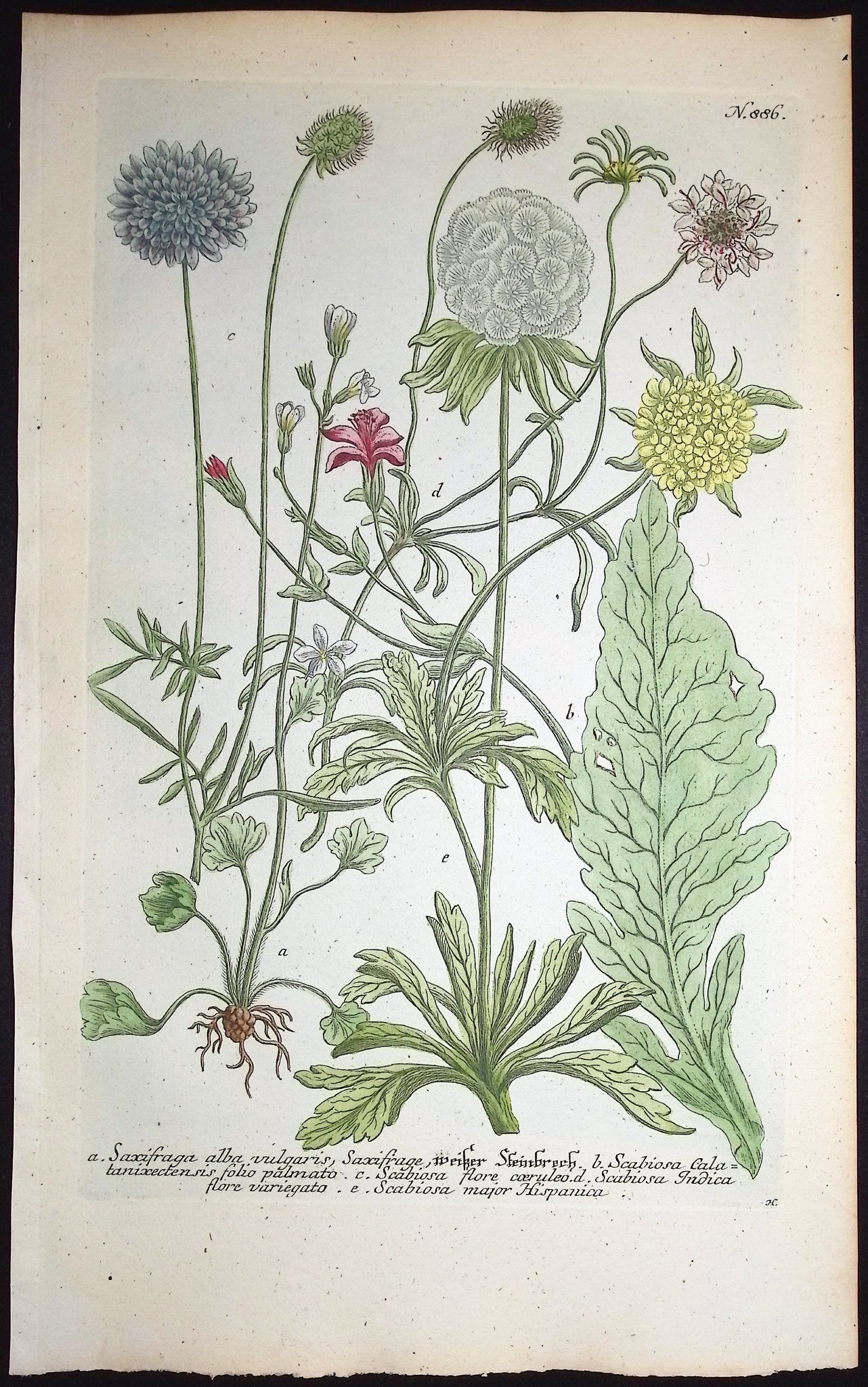 Saxifraga, Scabiosa