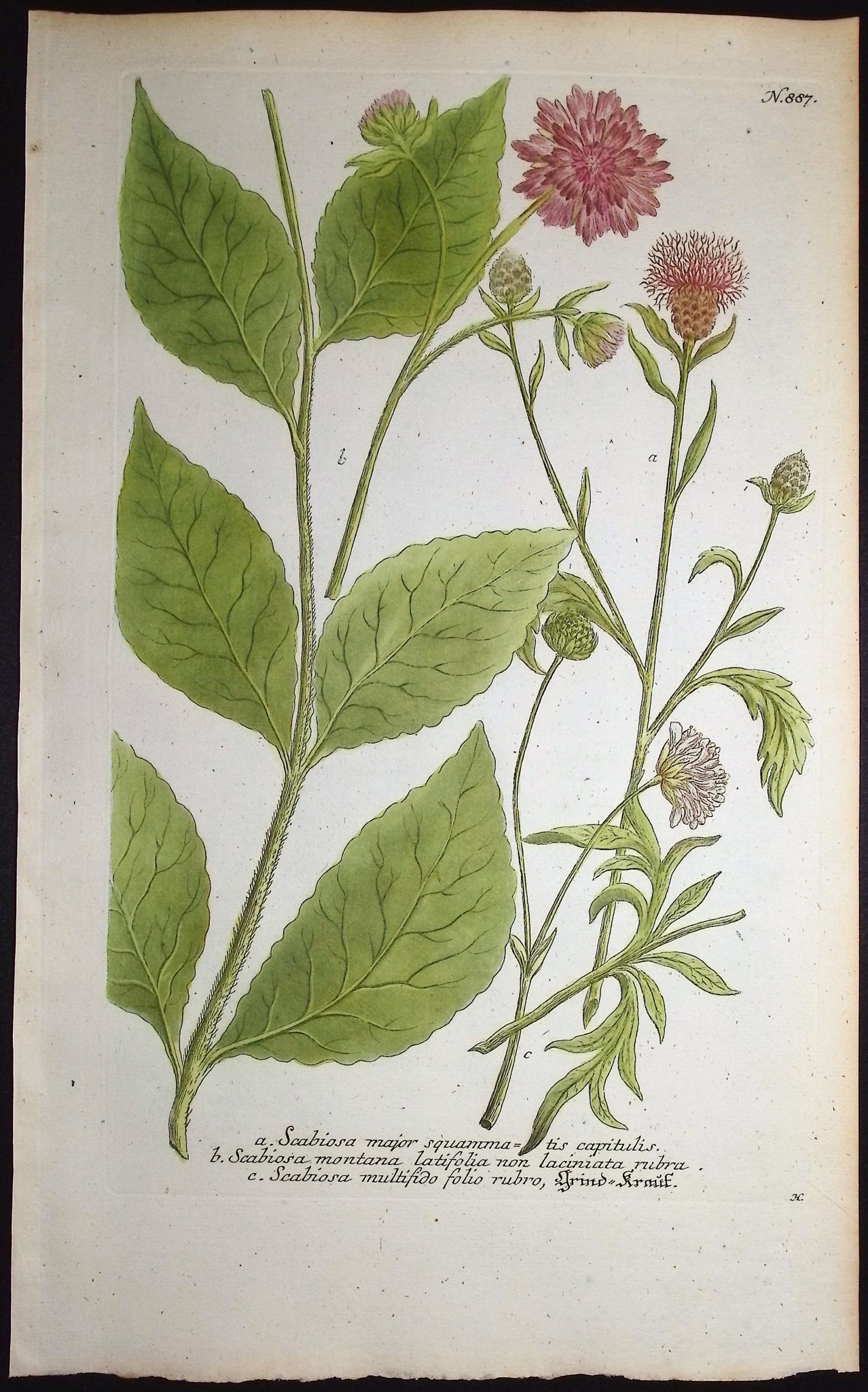 Scabiosa