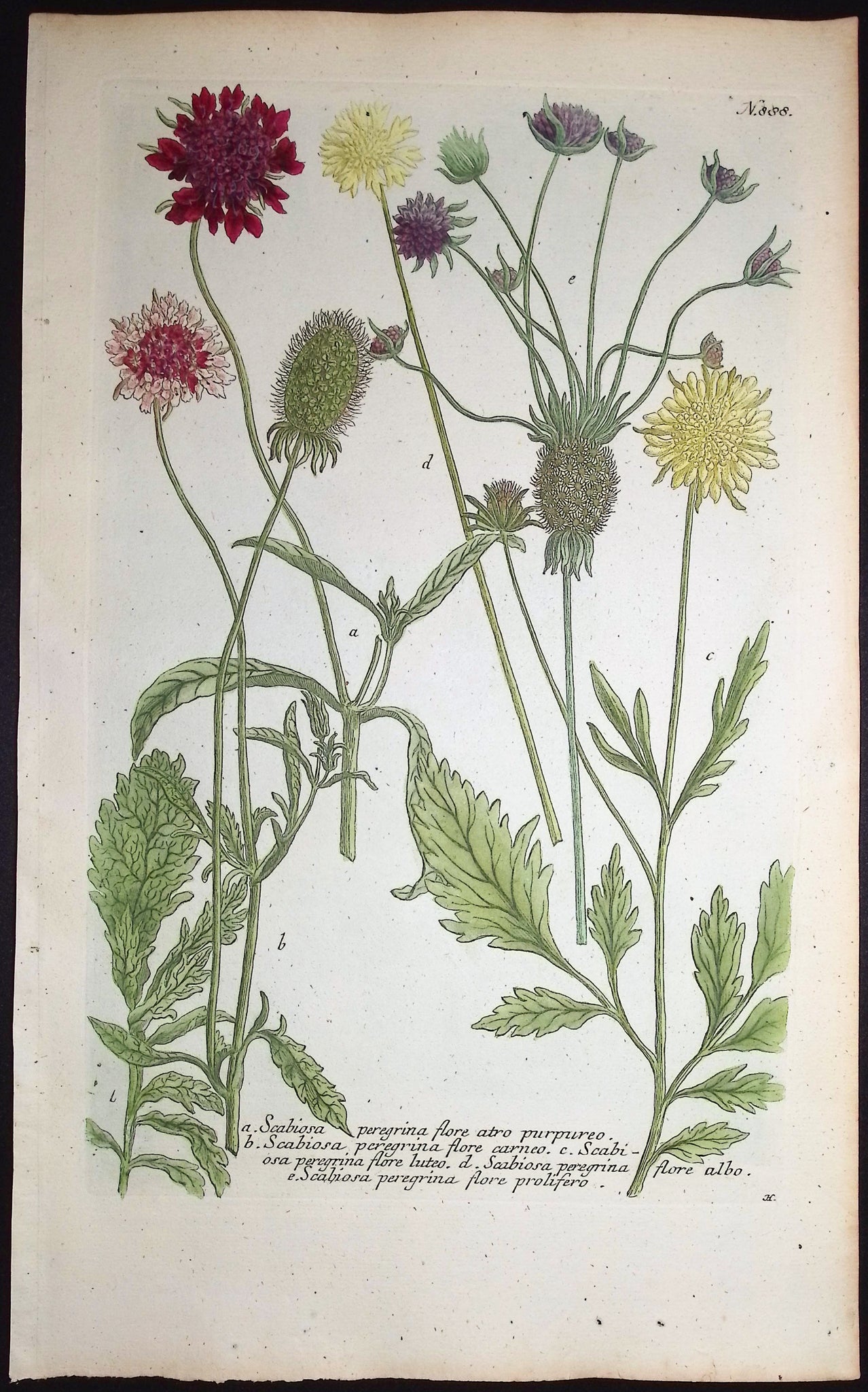 Scabiosa