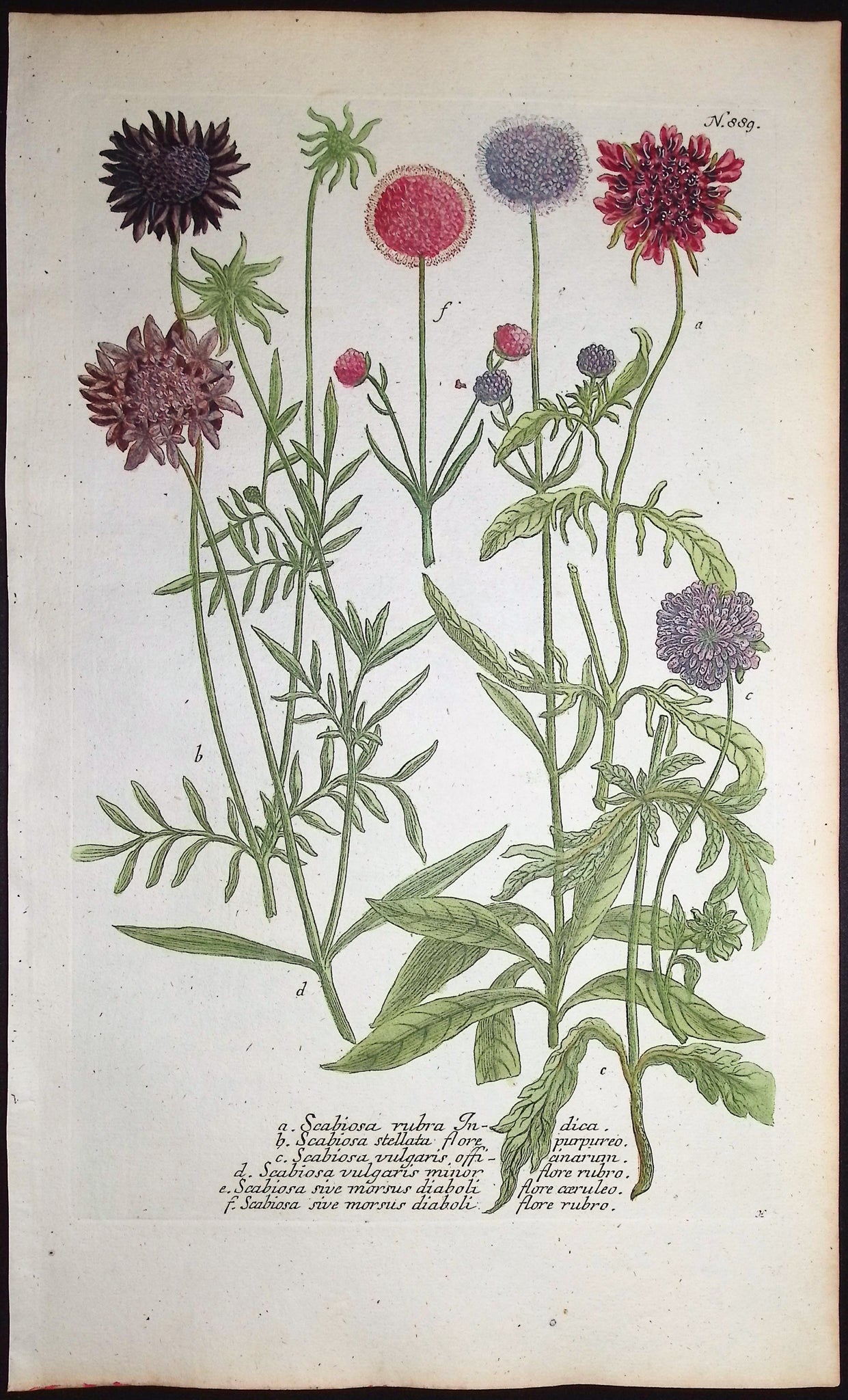 Scabiosa