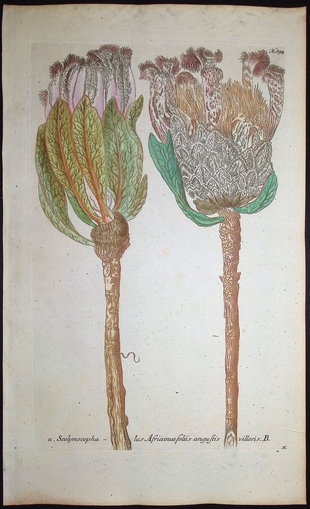 Scolymocephalus