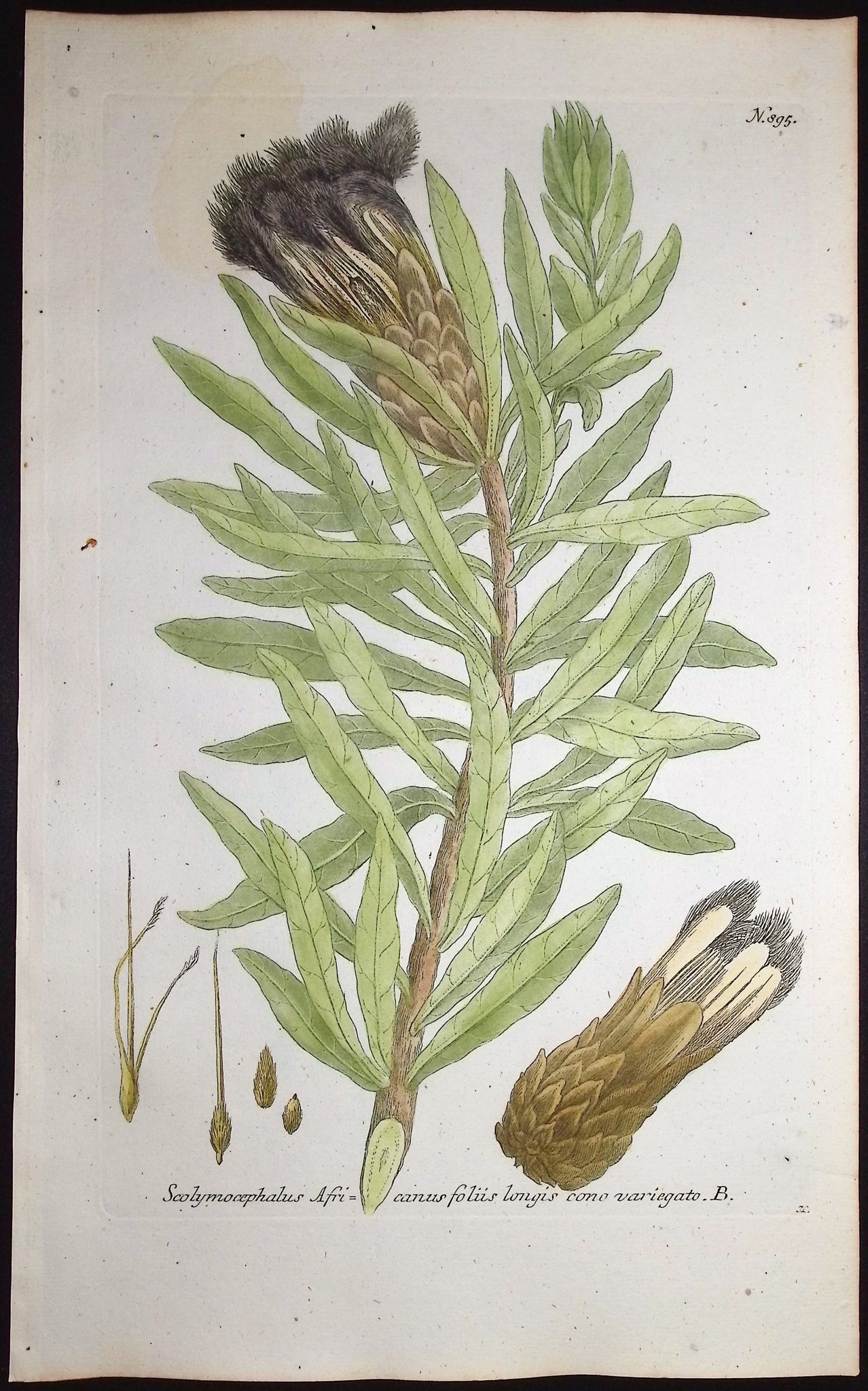 Scolymocephalus