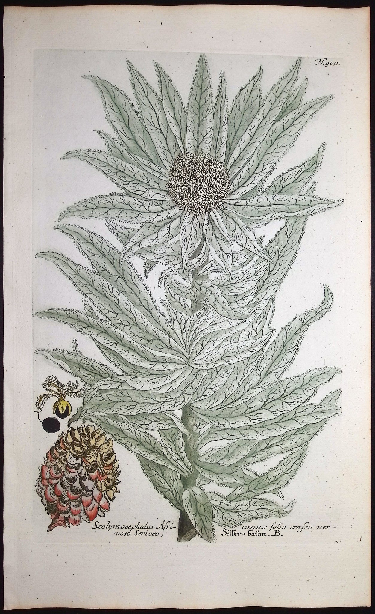 Scolymocephalus